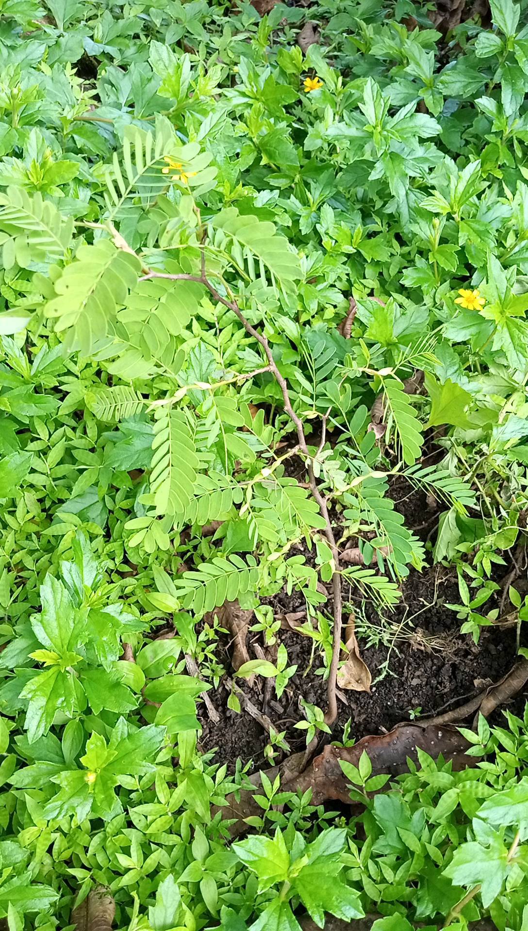 tree