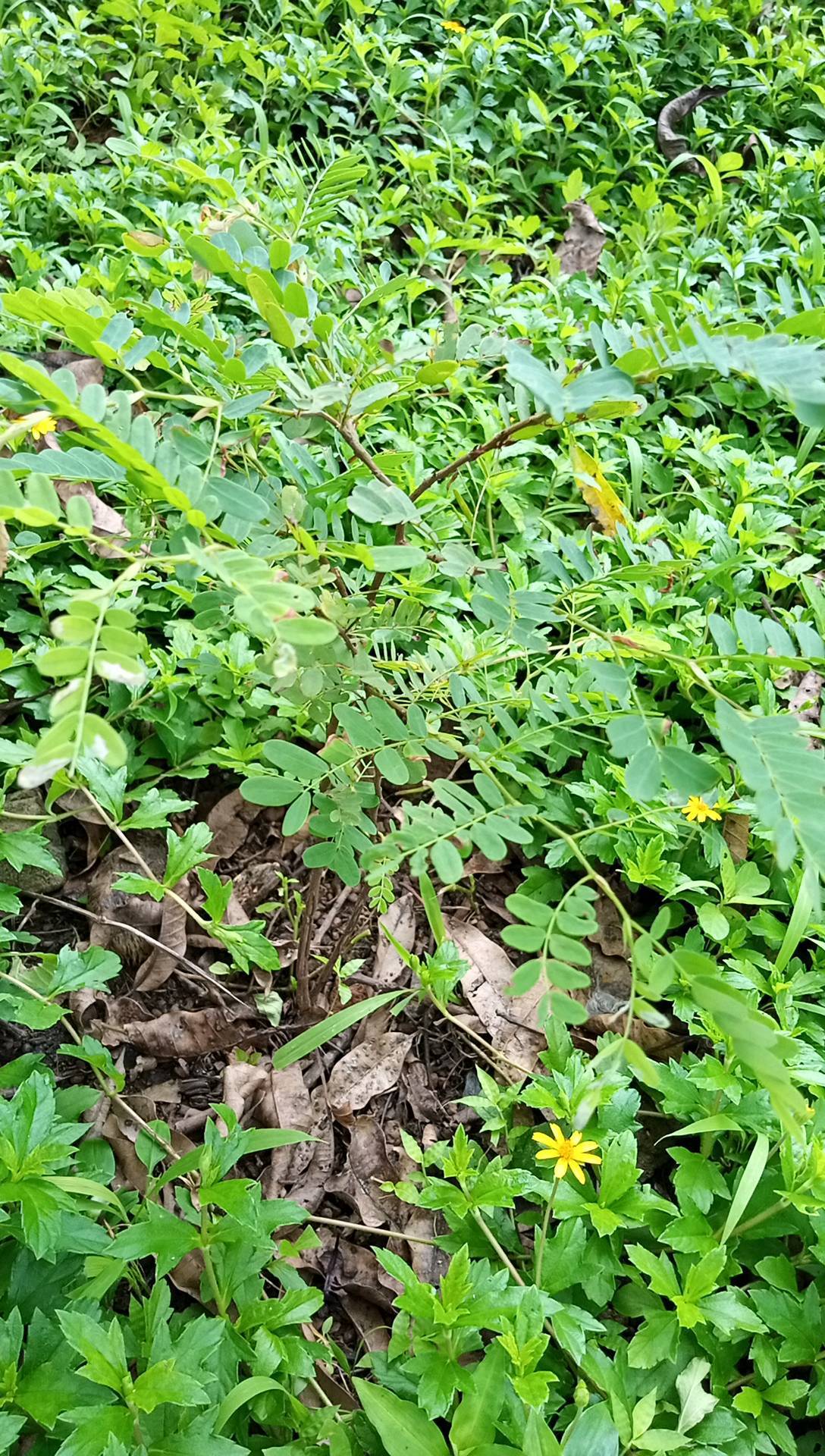 tree