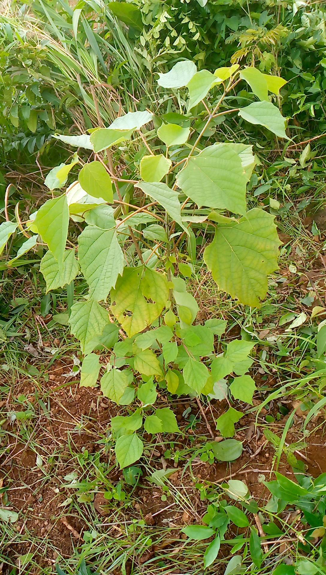 tree