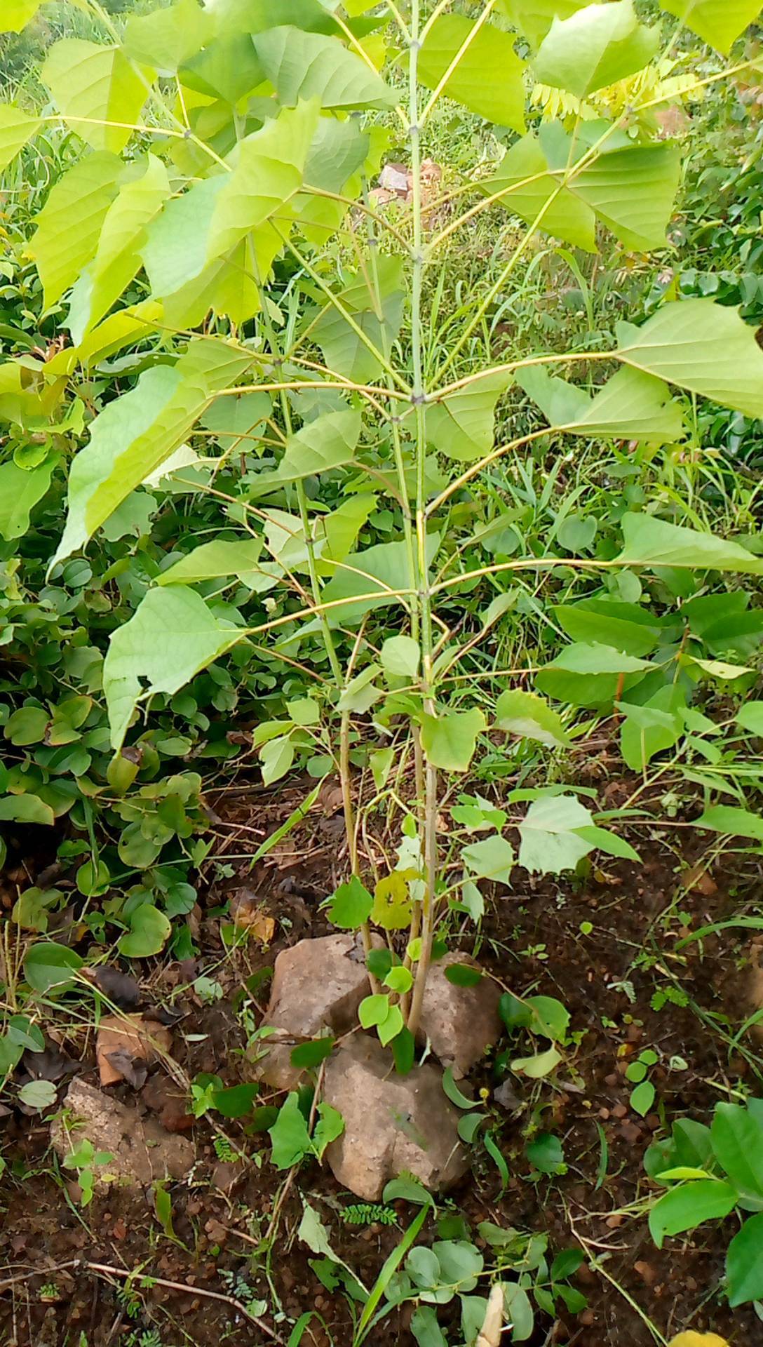 tree