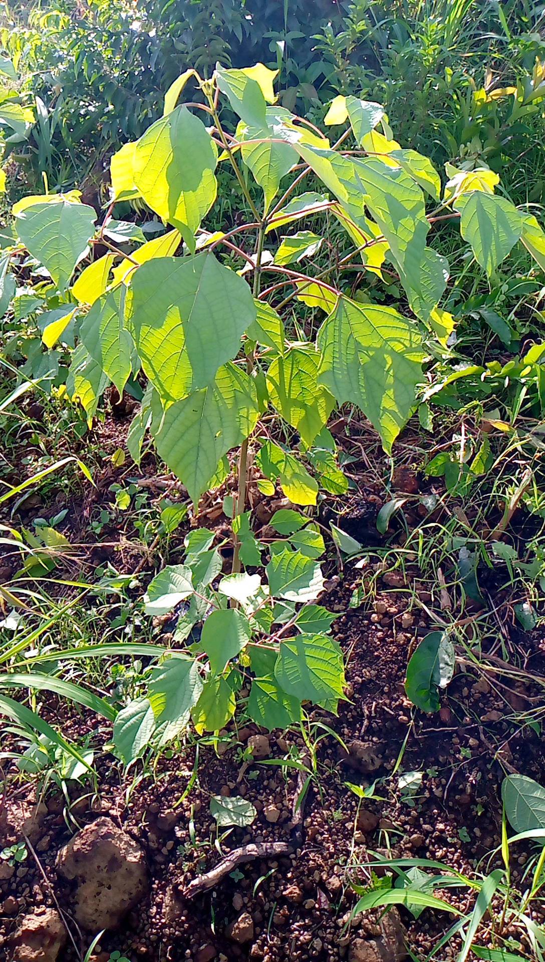 tree