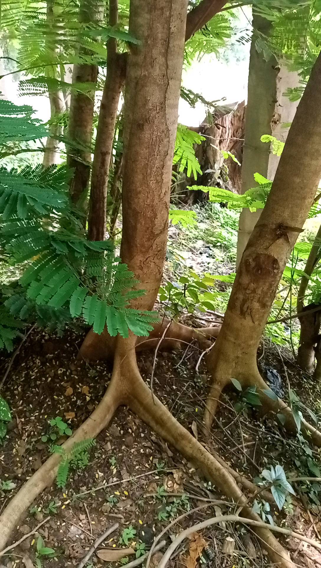 tree
