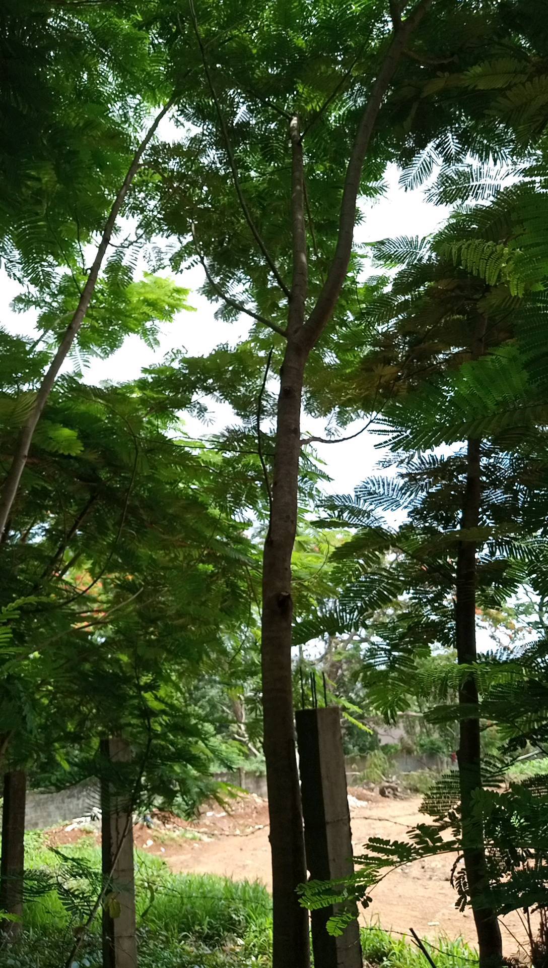 tree