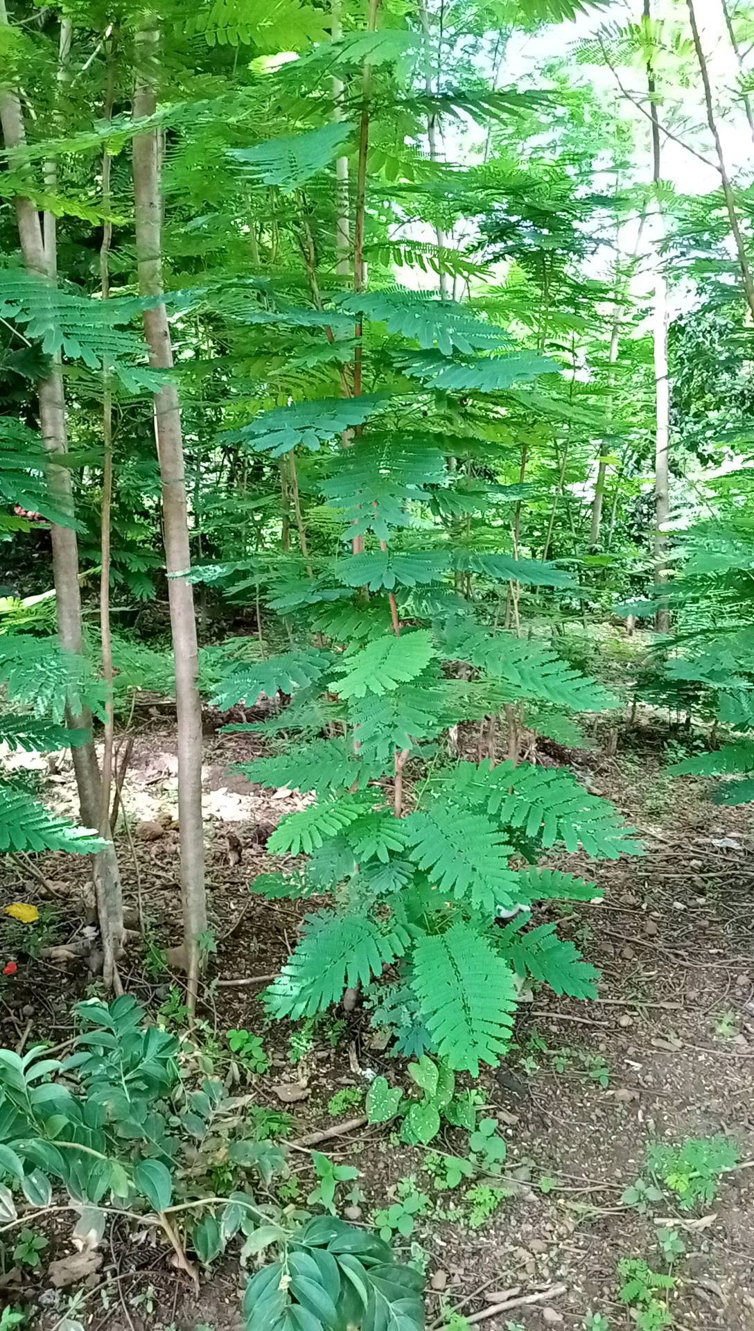 tree