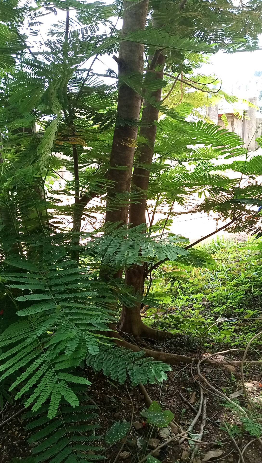 tree