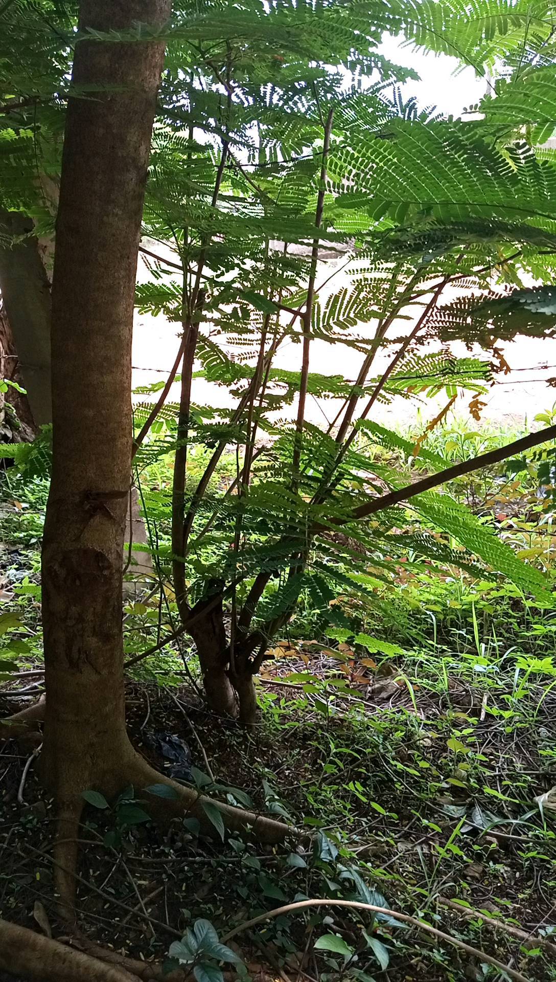 tree