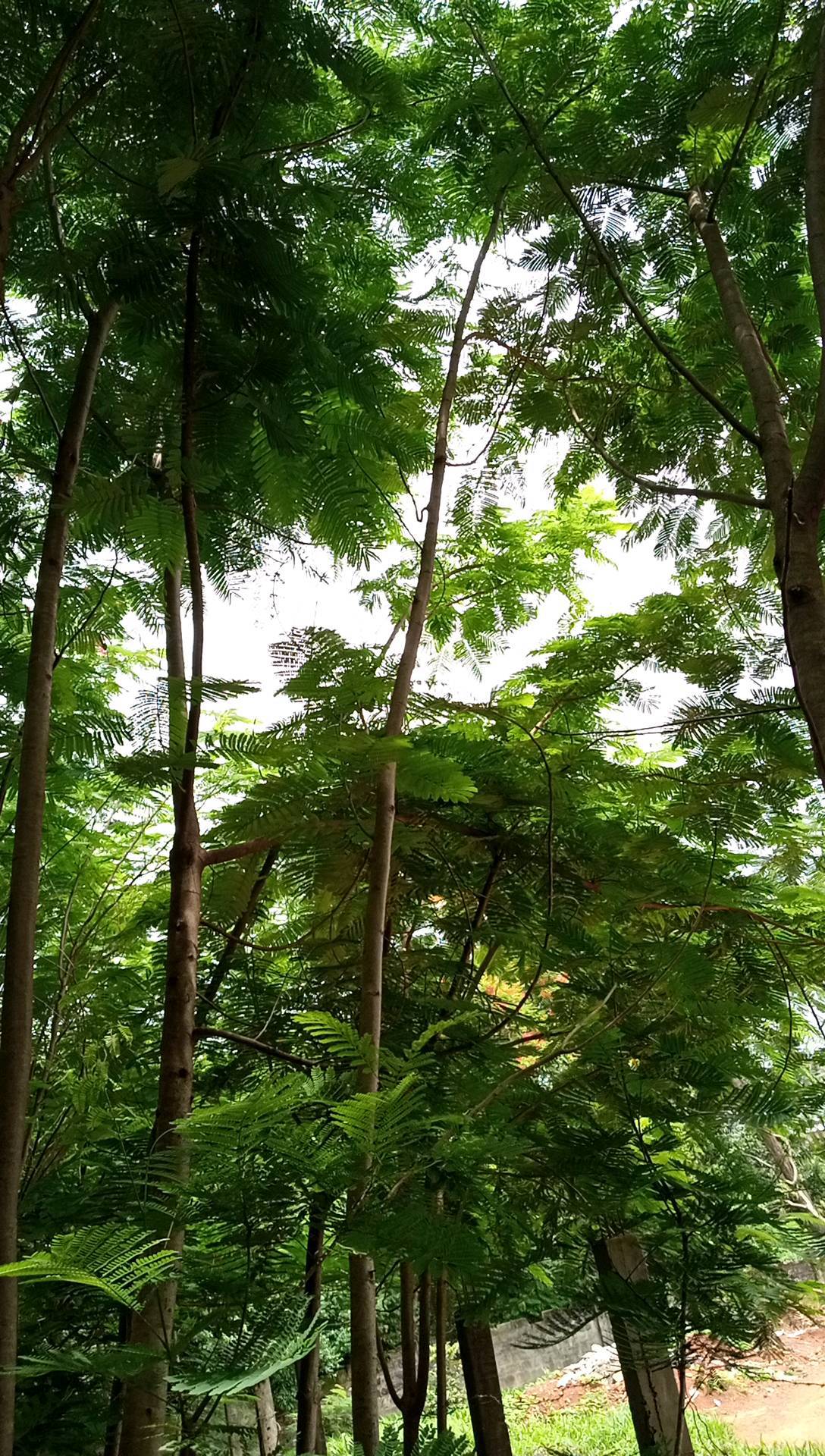 tree