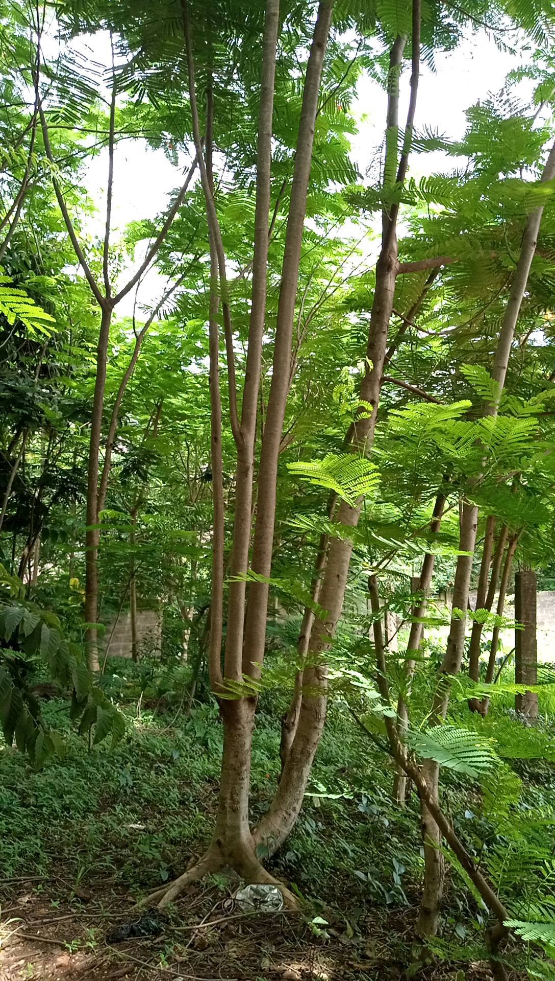 tree