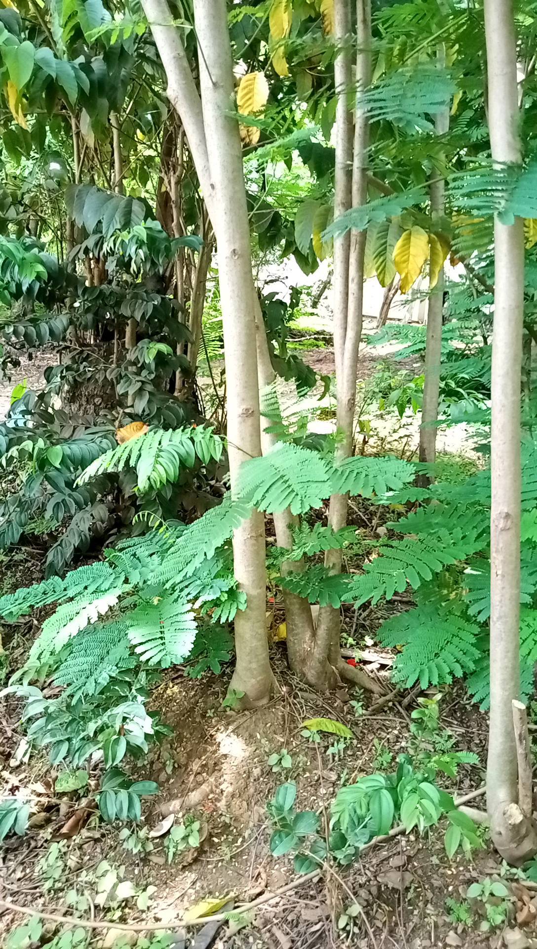 tree
