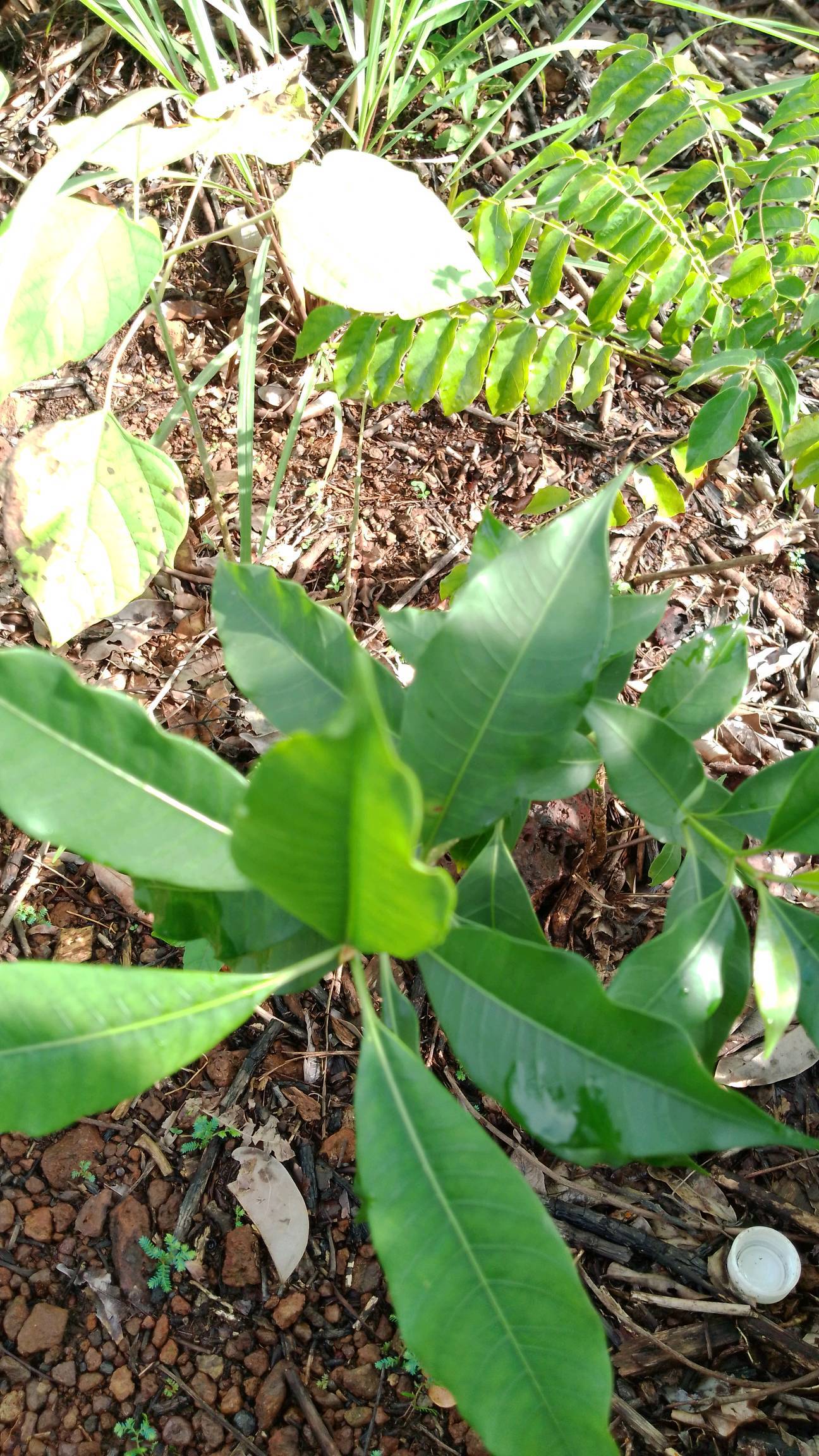 tree