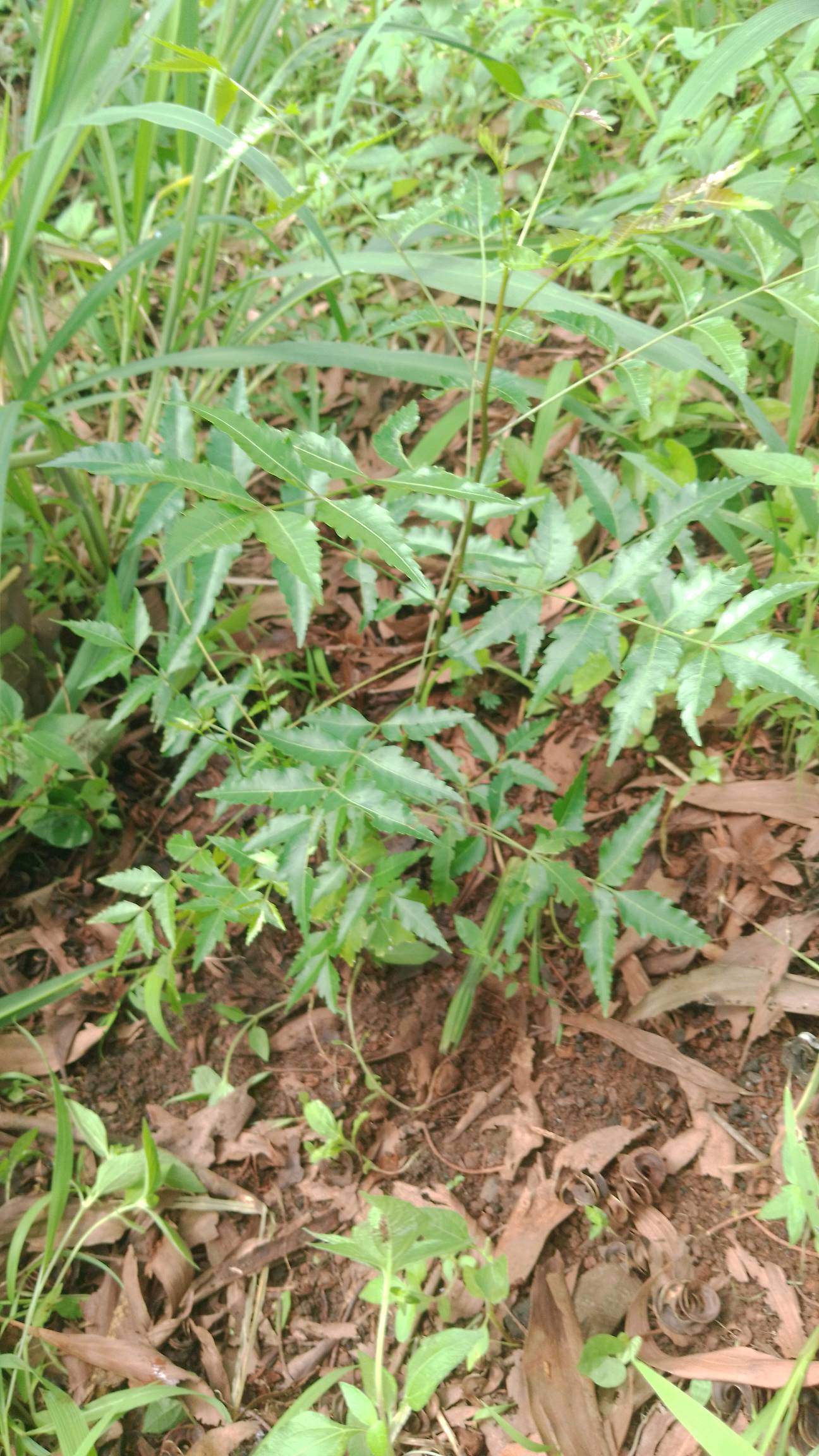 tree