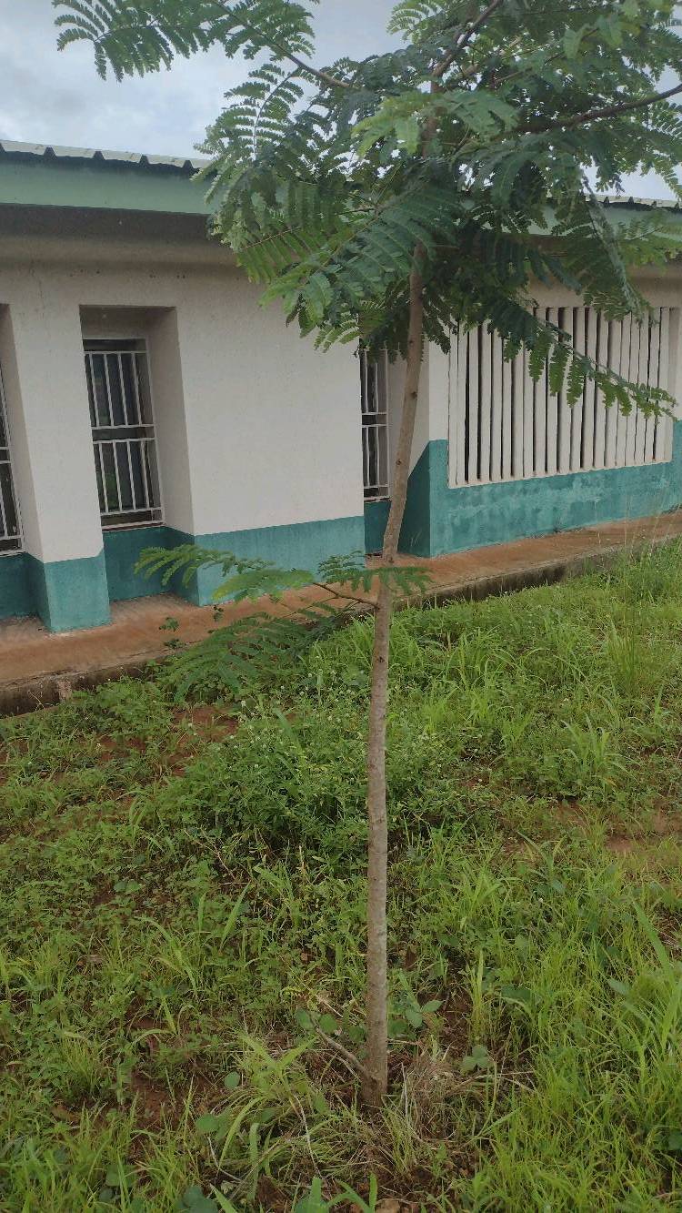tree