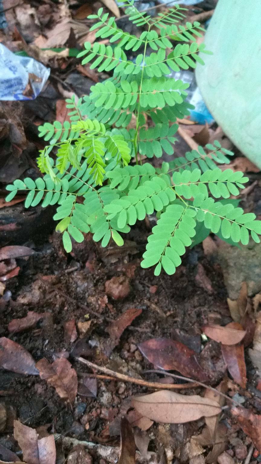 tree