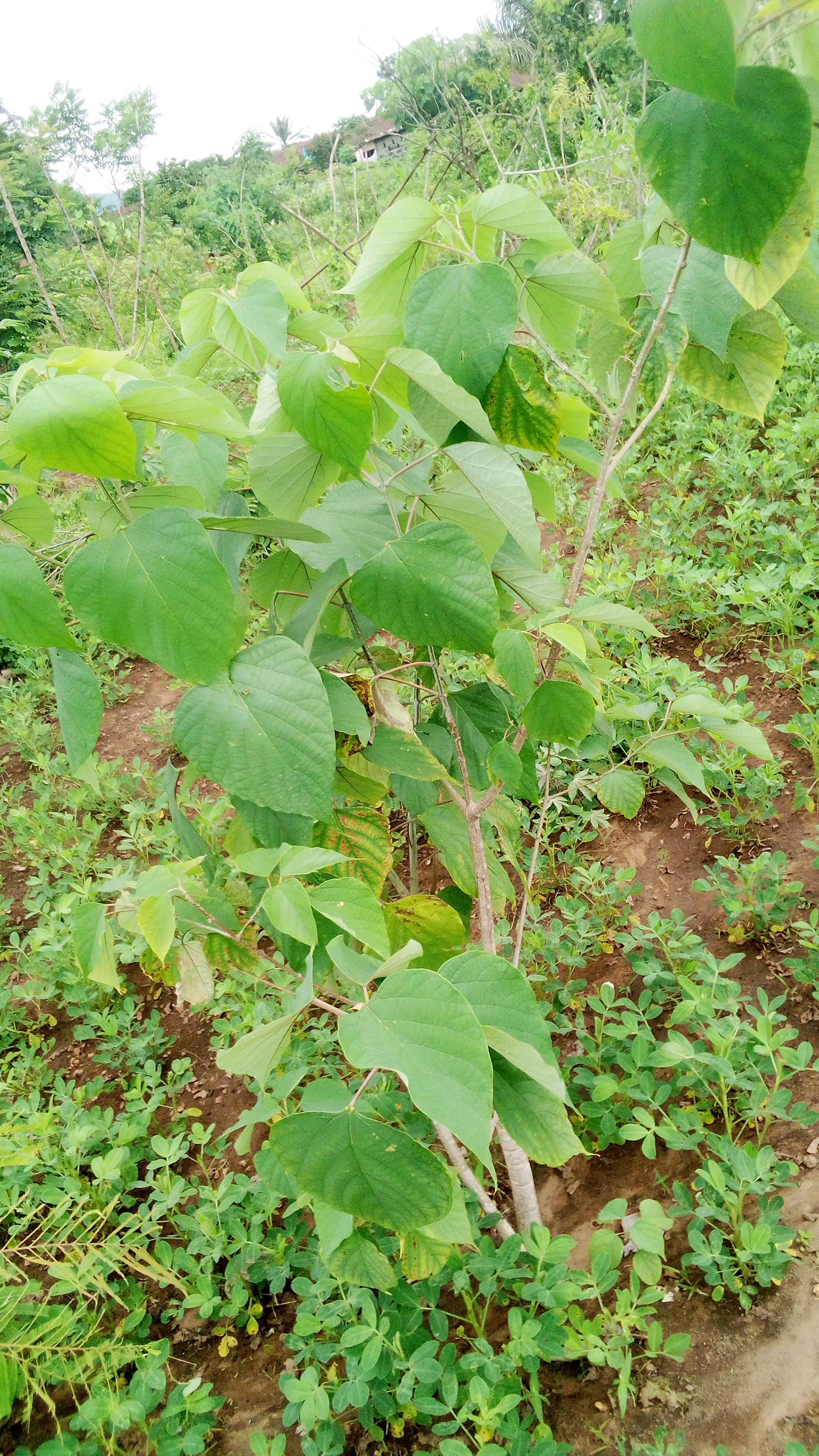 tree
