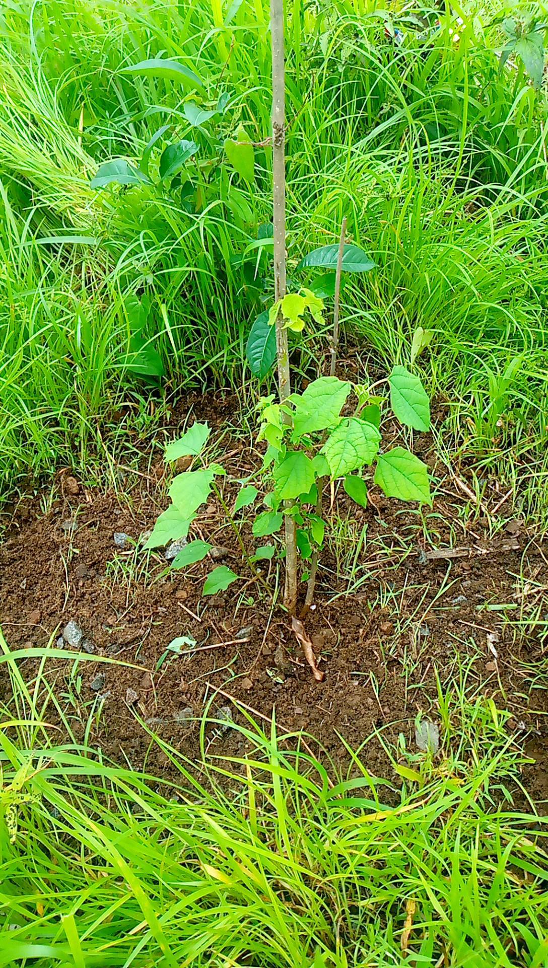 tree
