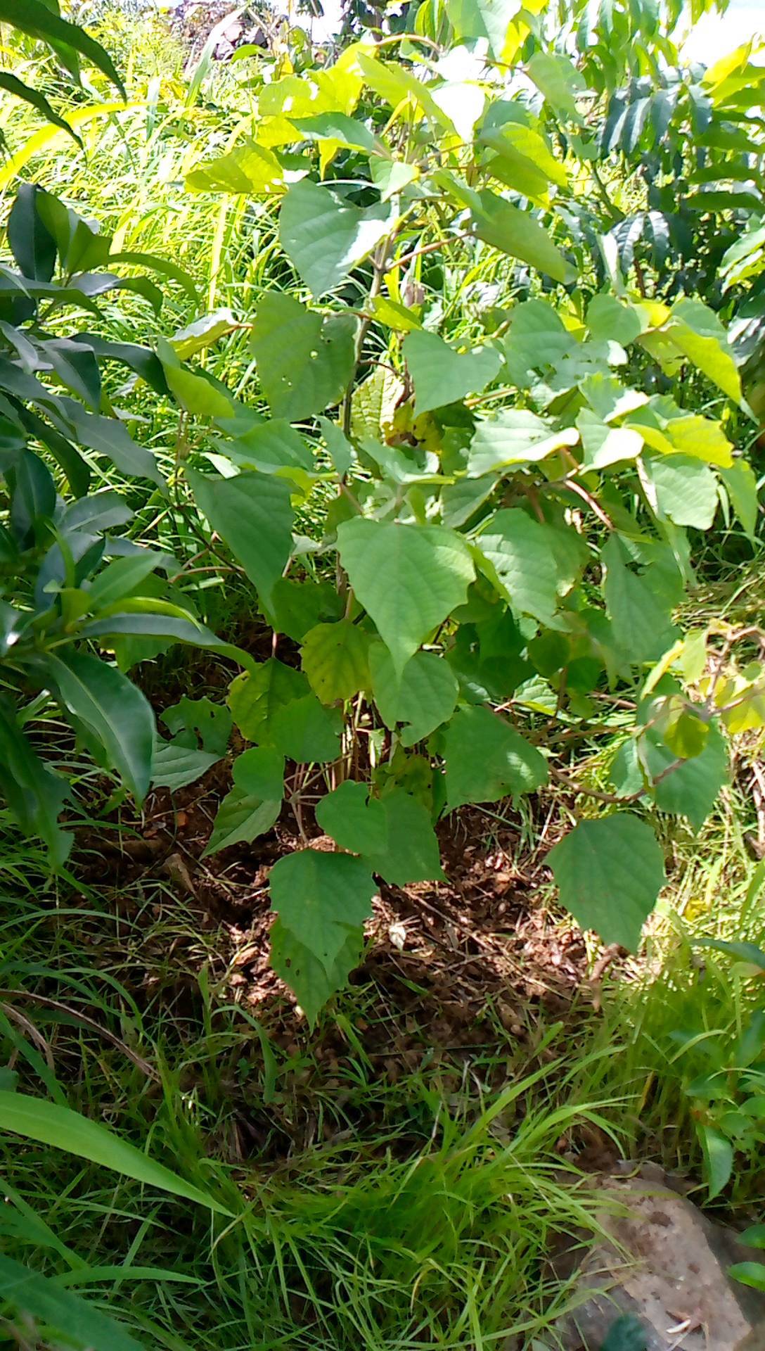 tree
