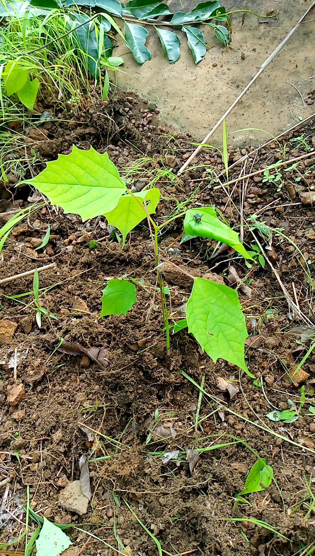 tree
