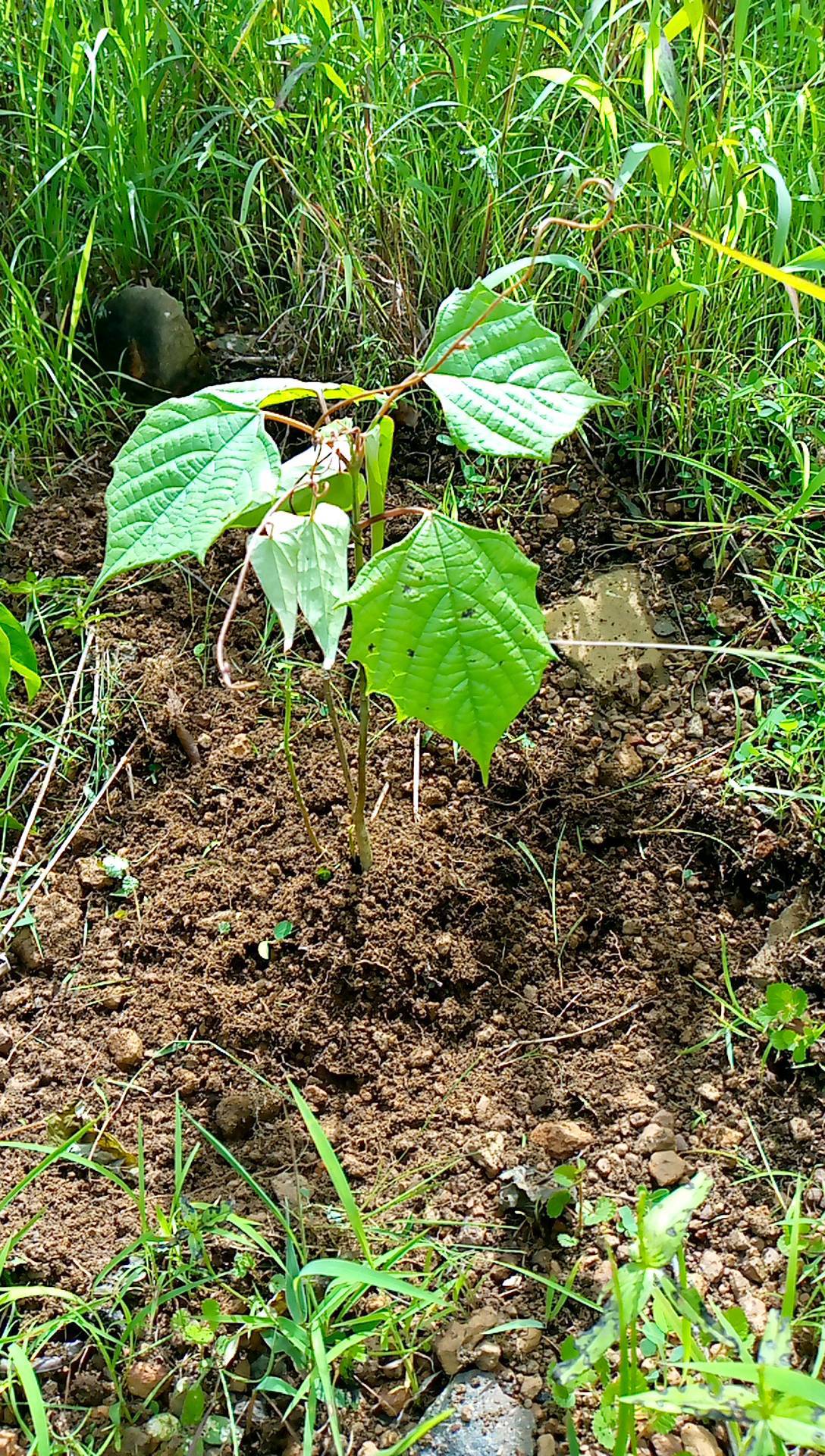 tree