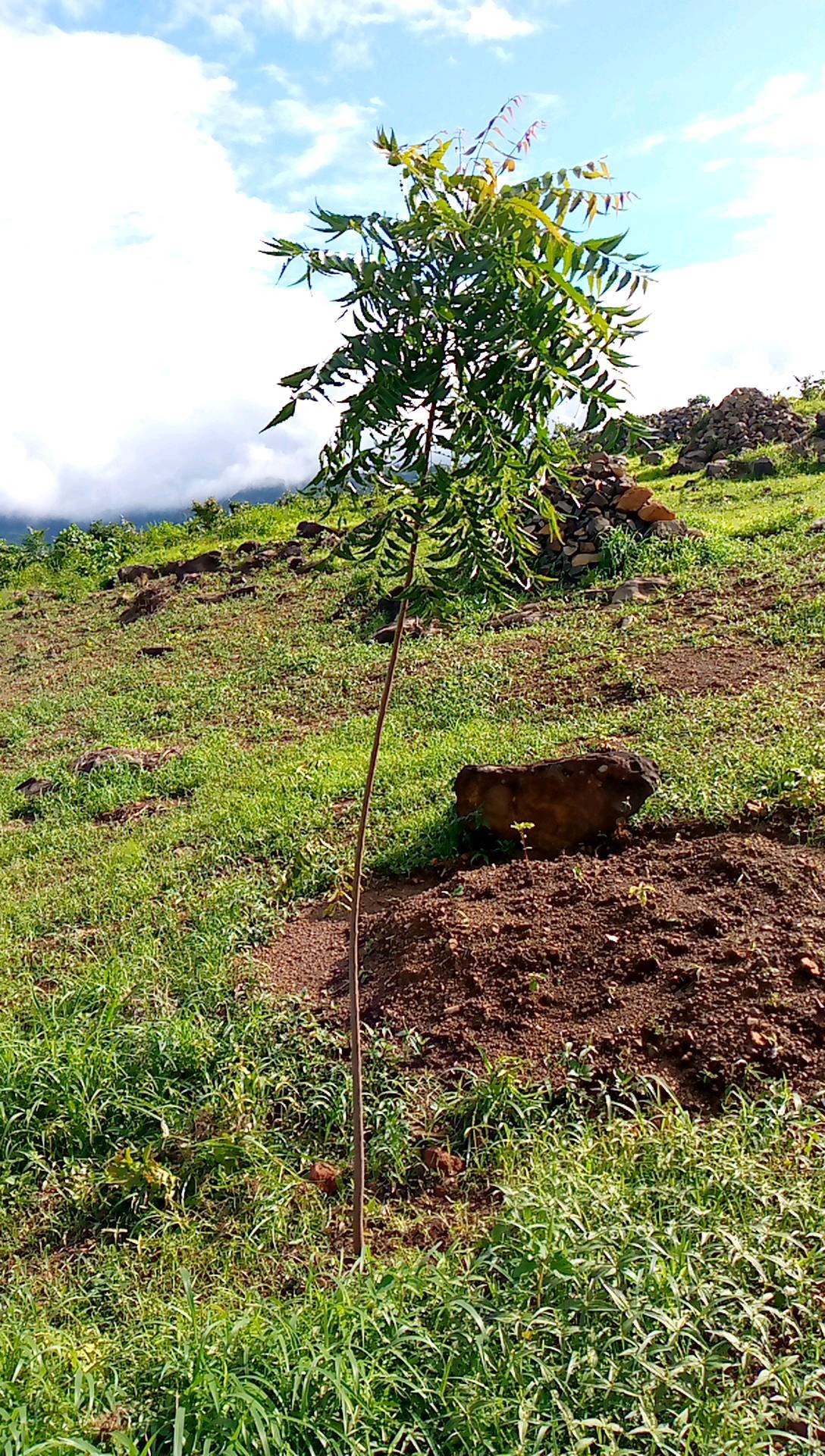 tree