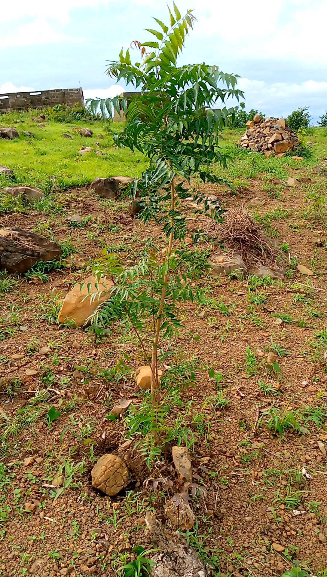 tree