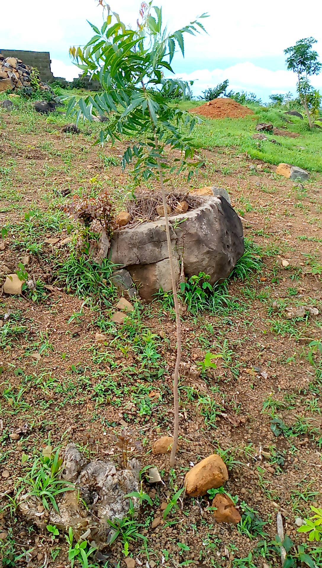 tree
