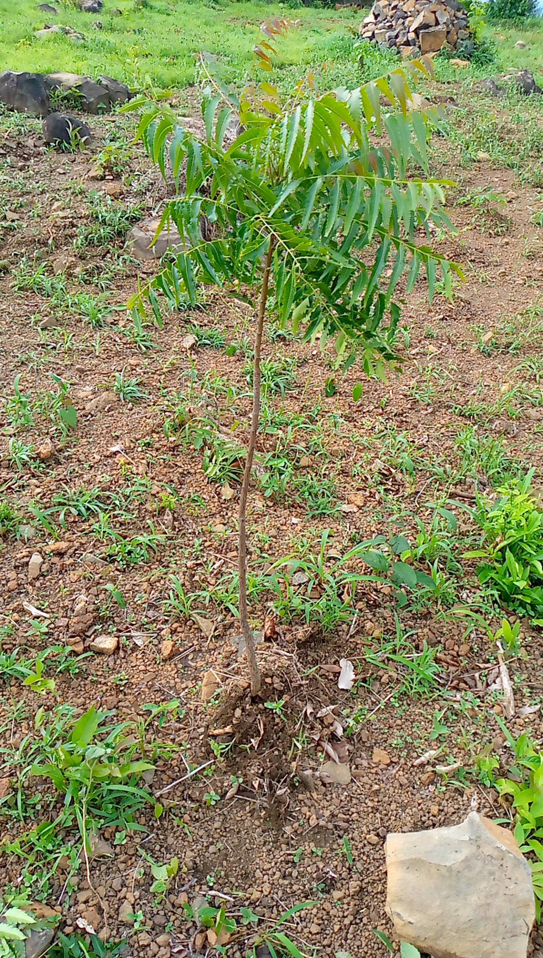 tree