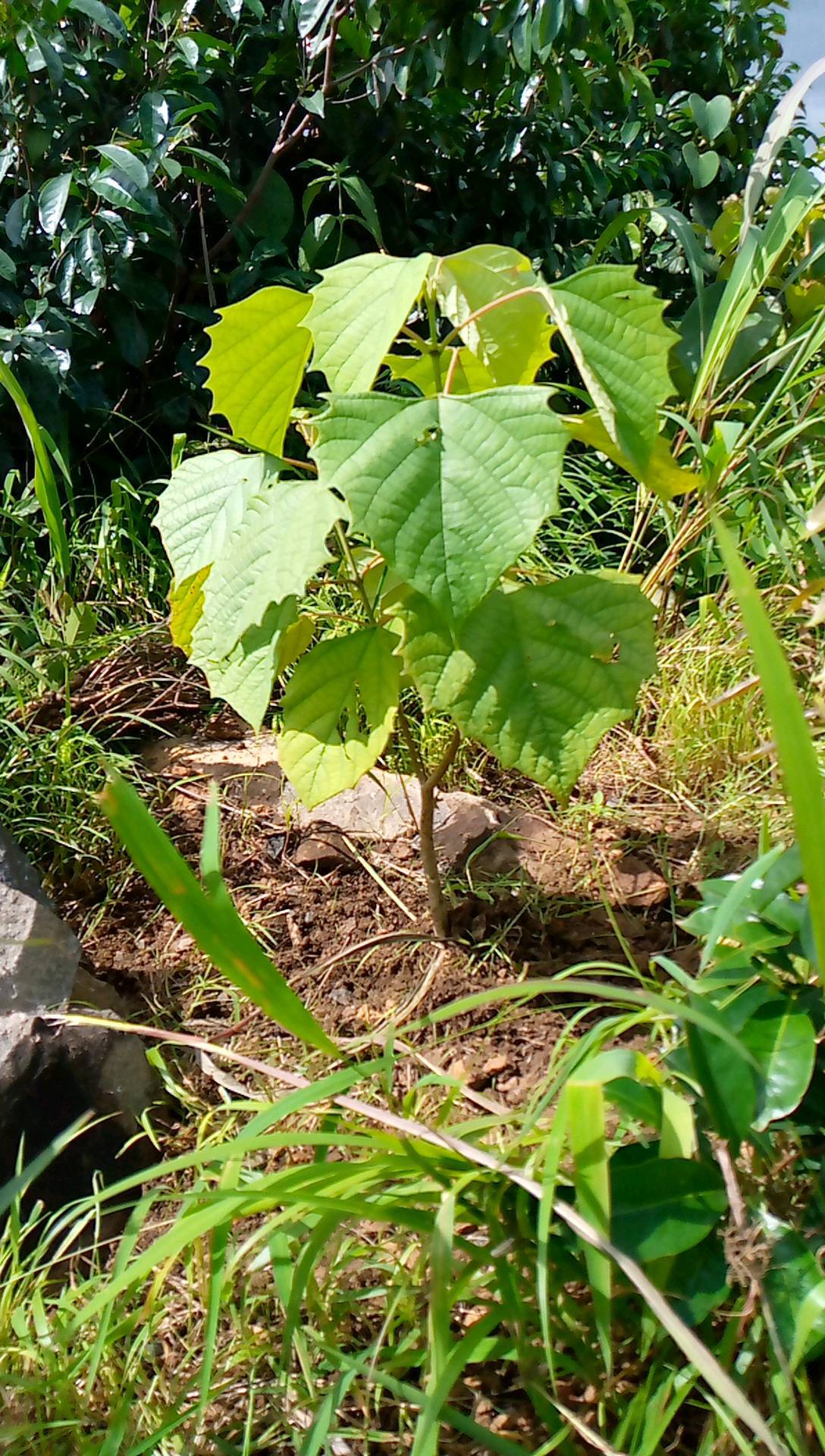 tree