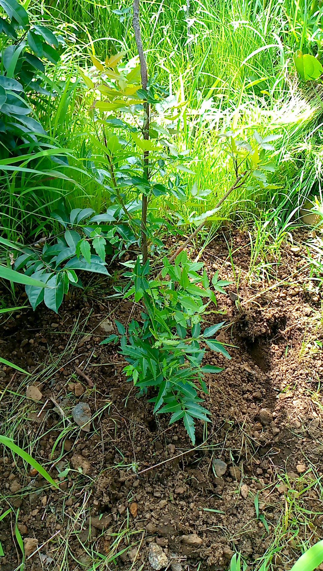 tree