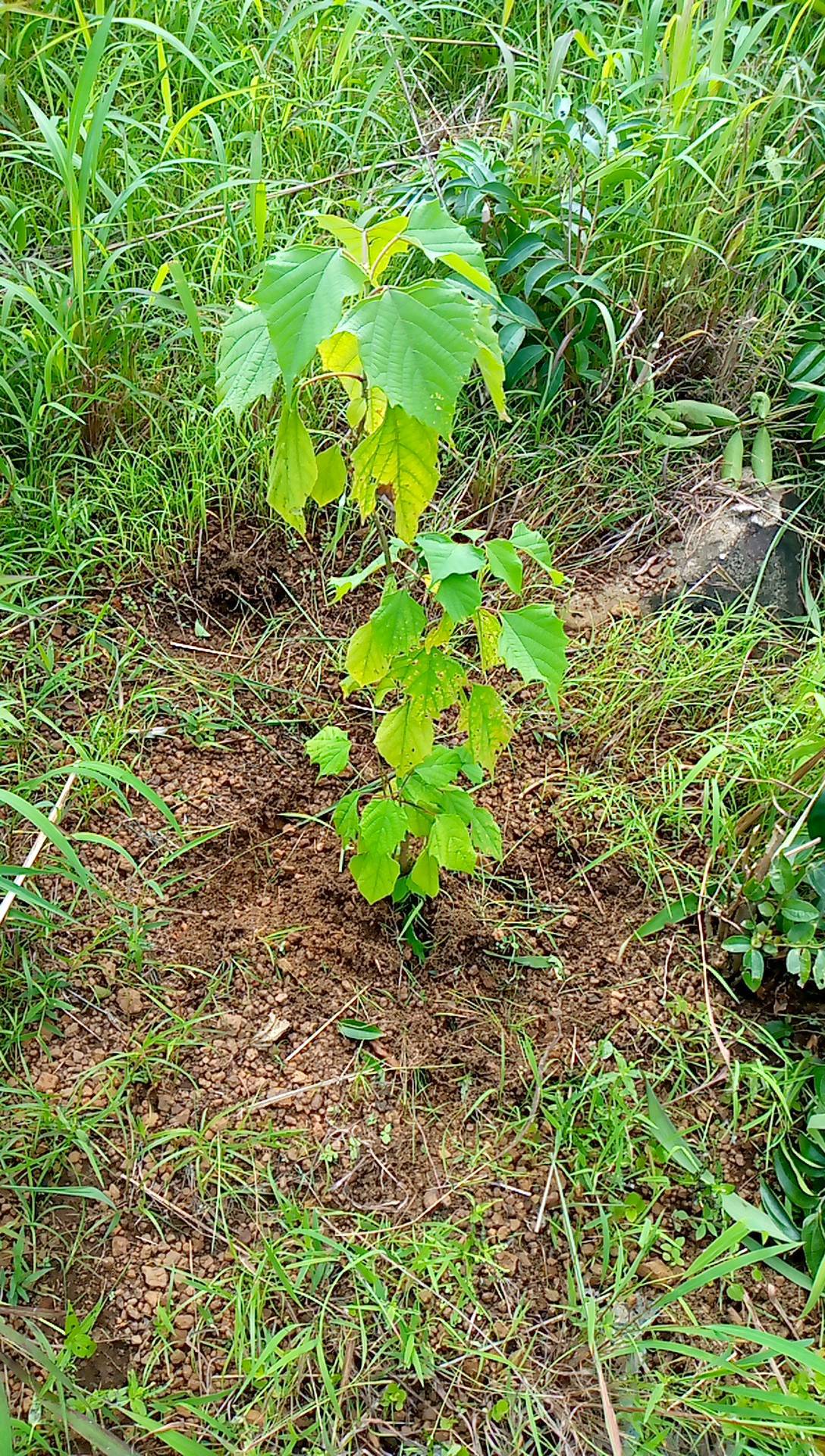 tree