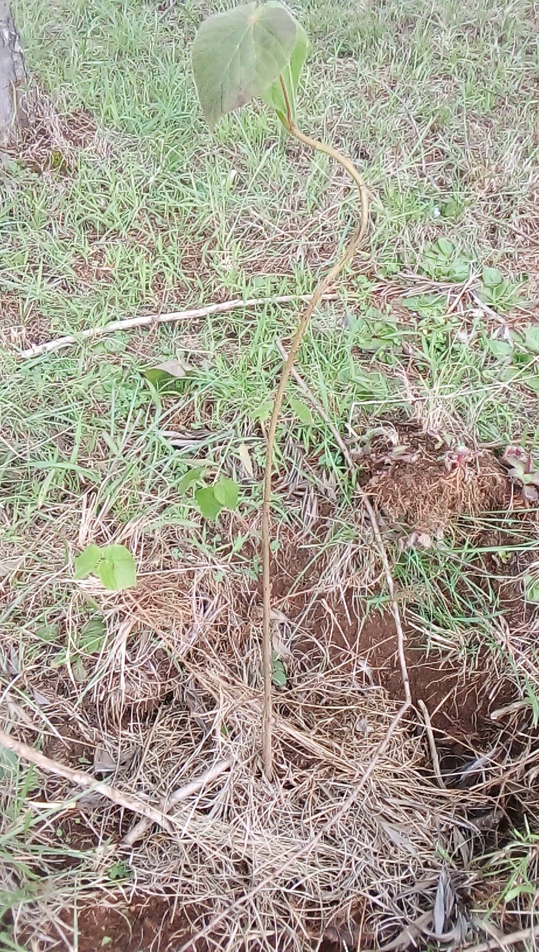 tree
