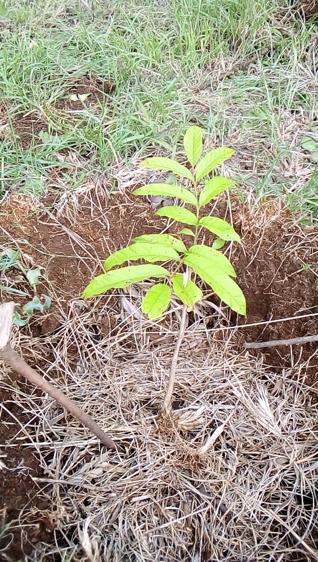 tree