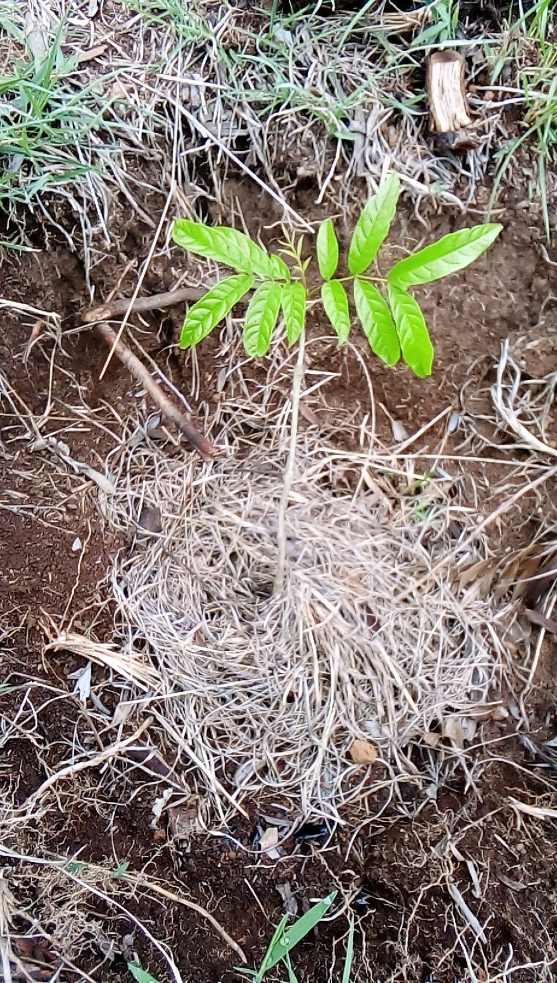 tree