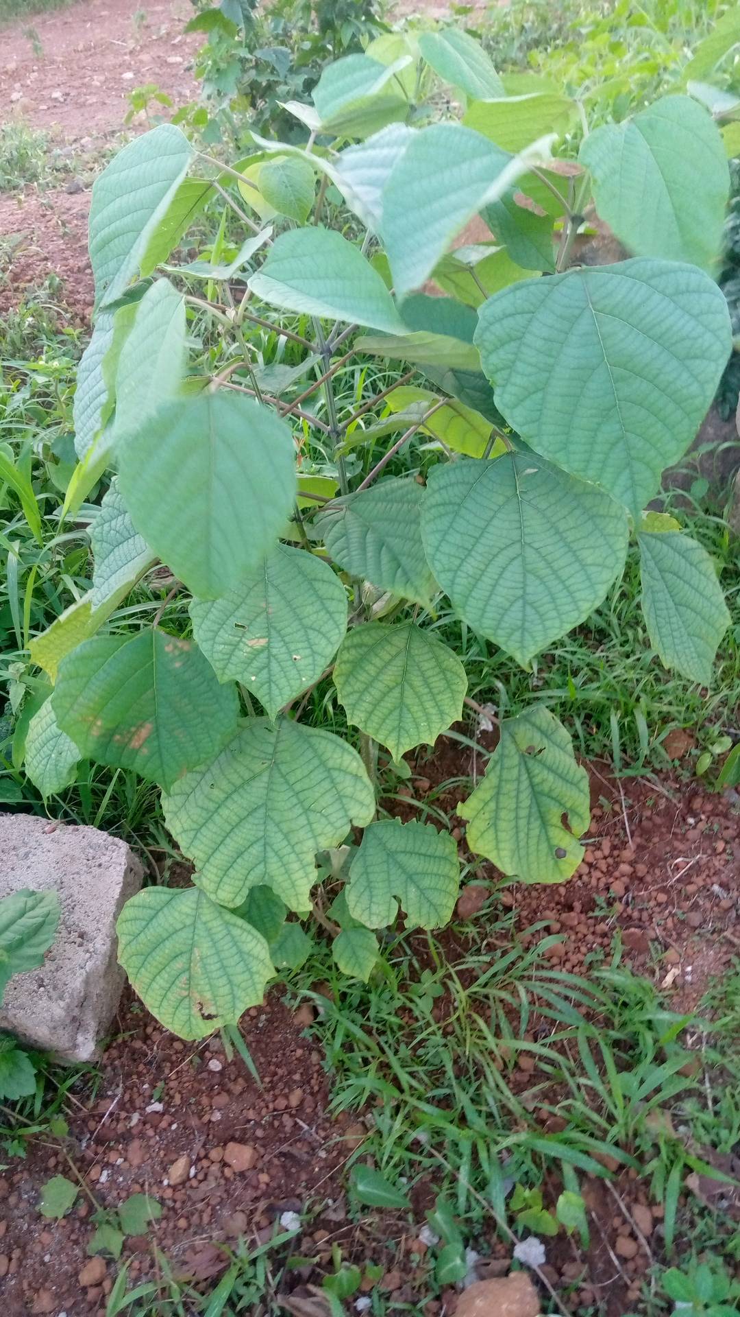tree