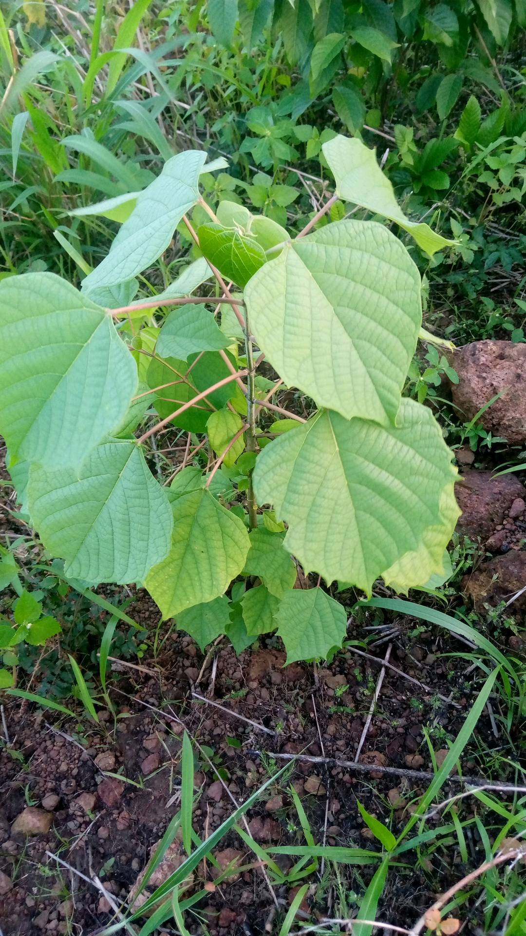 tree