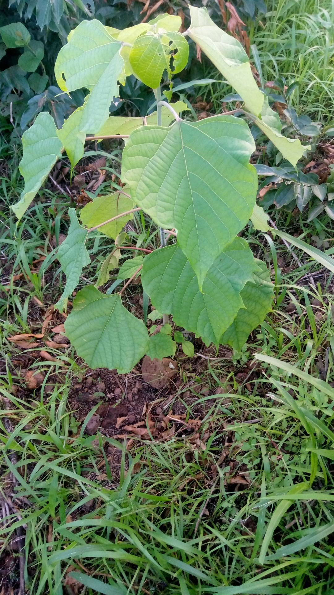 tree