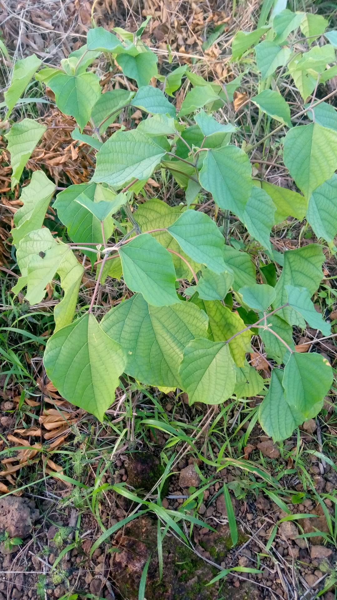 tree