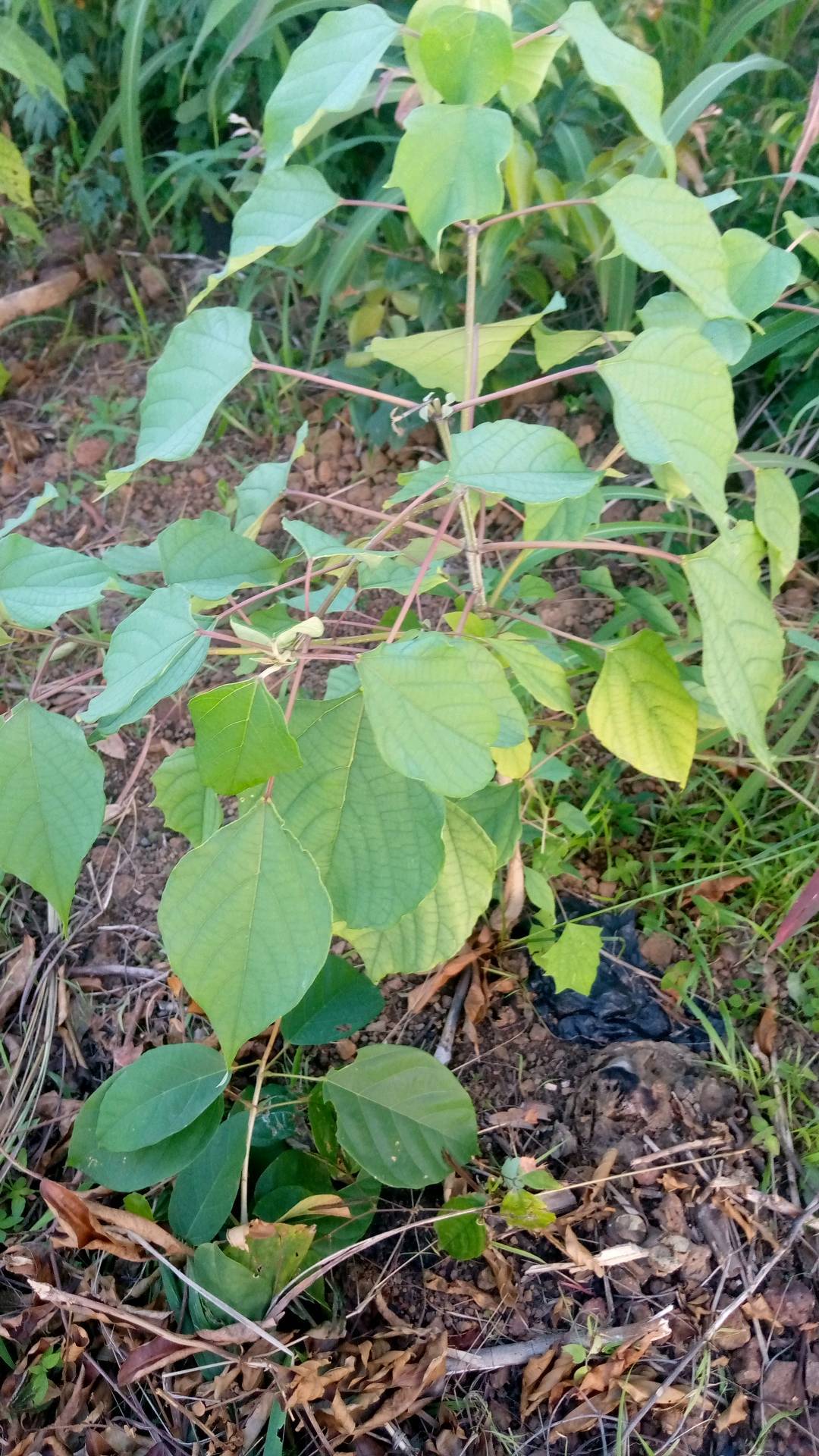 tree