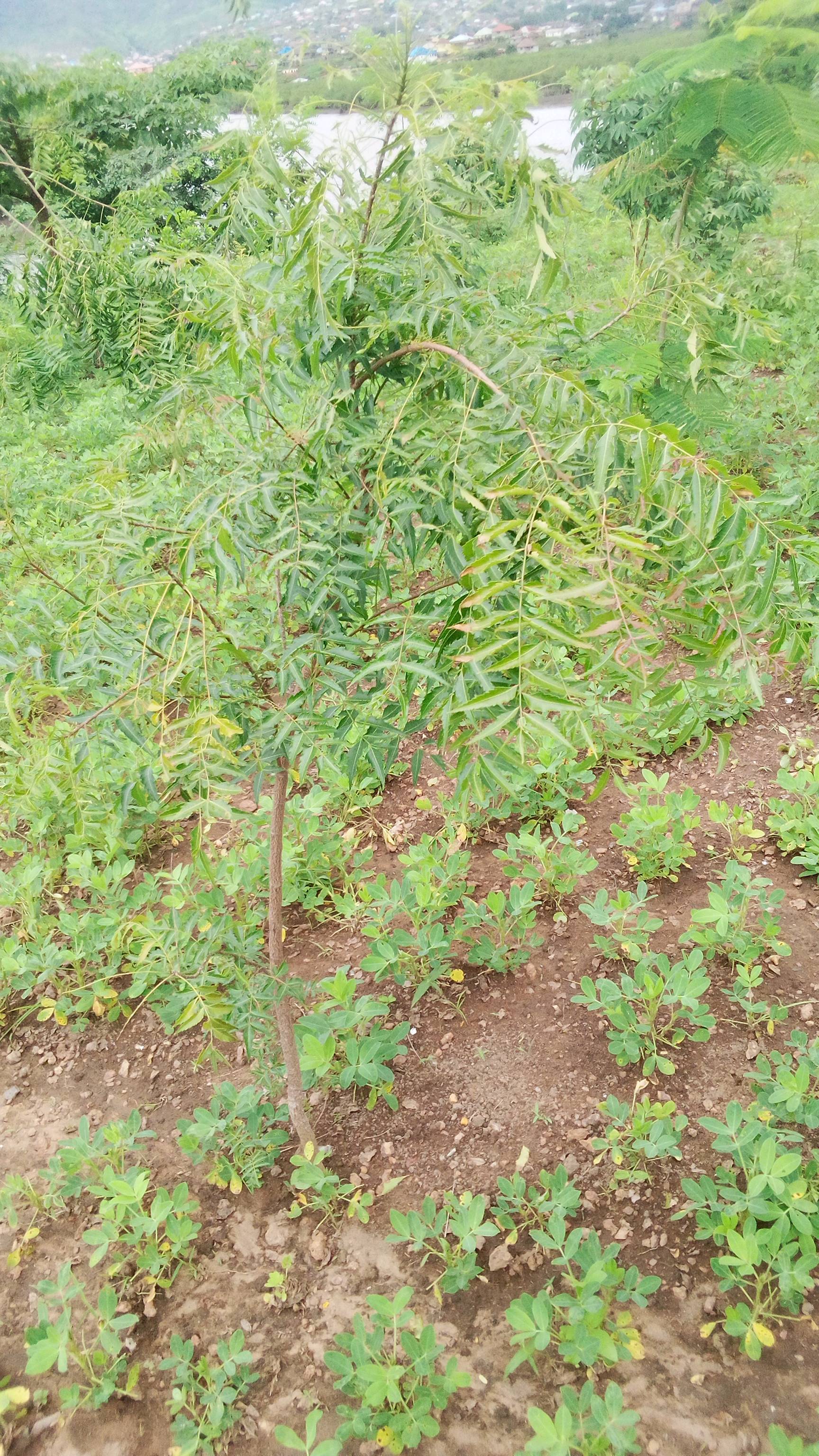 tree