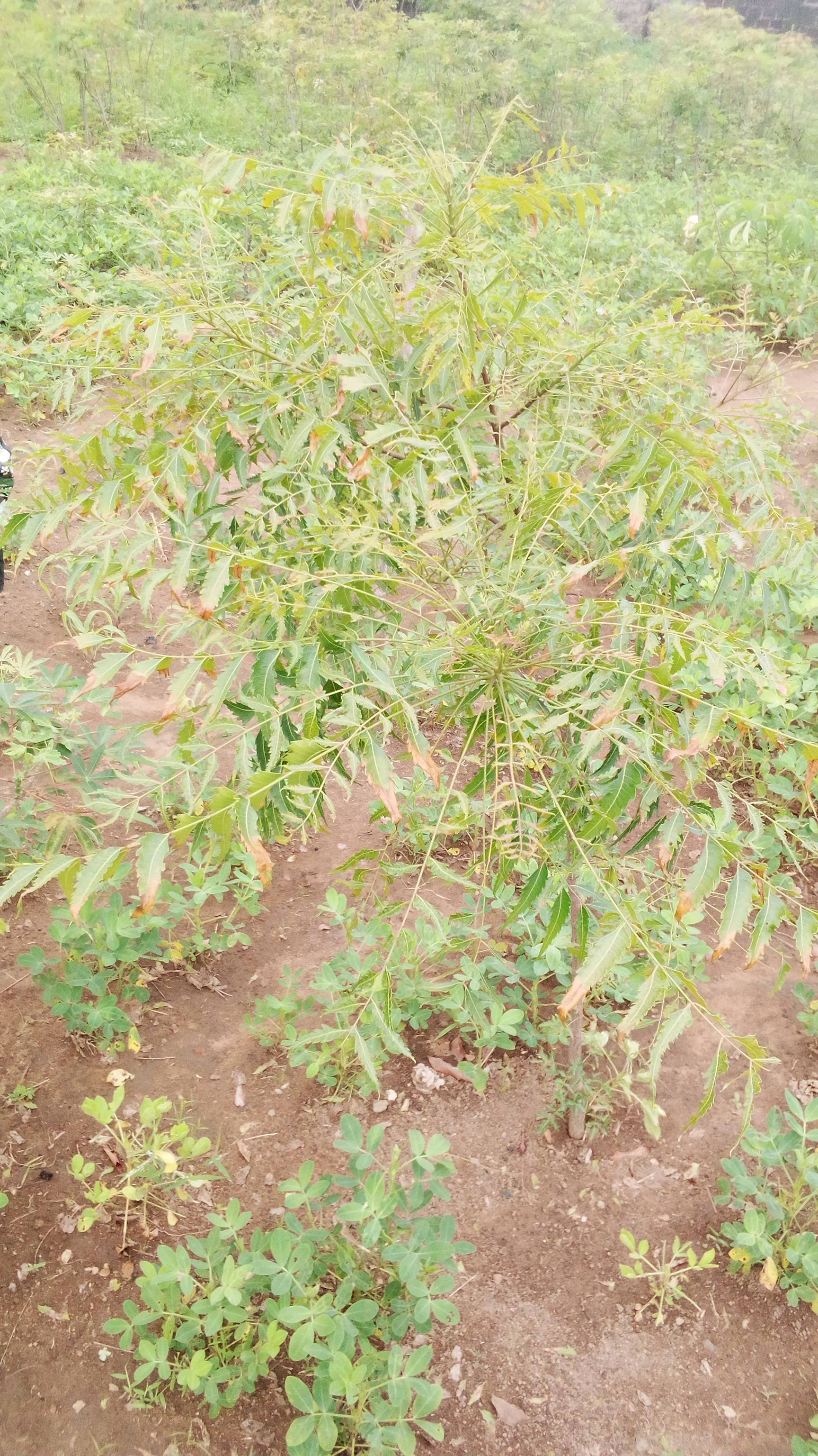 tree
