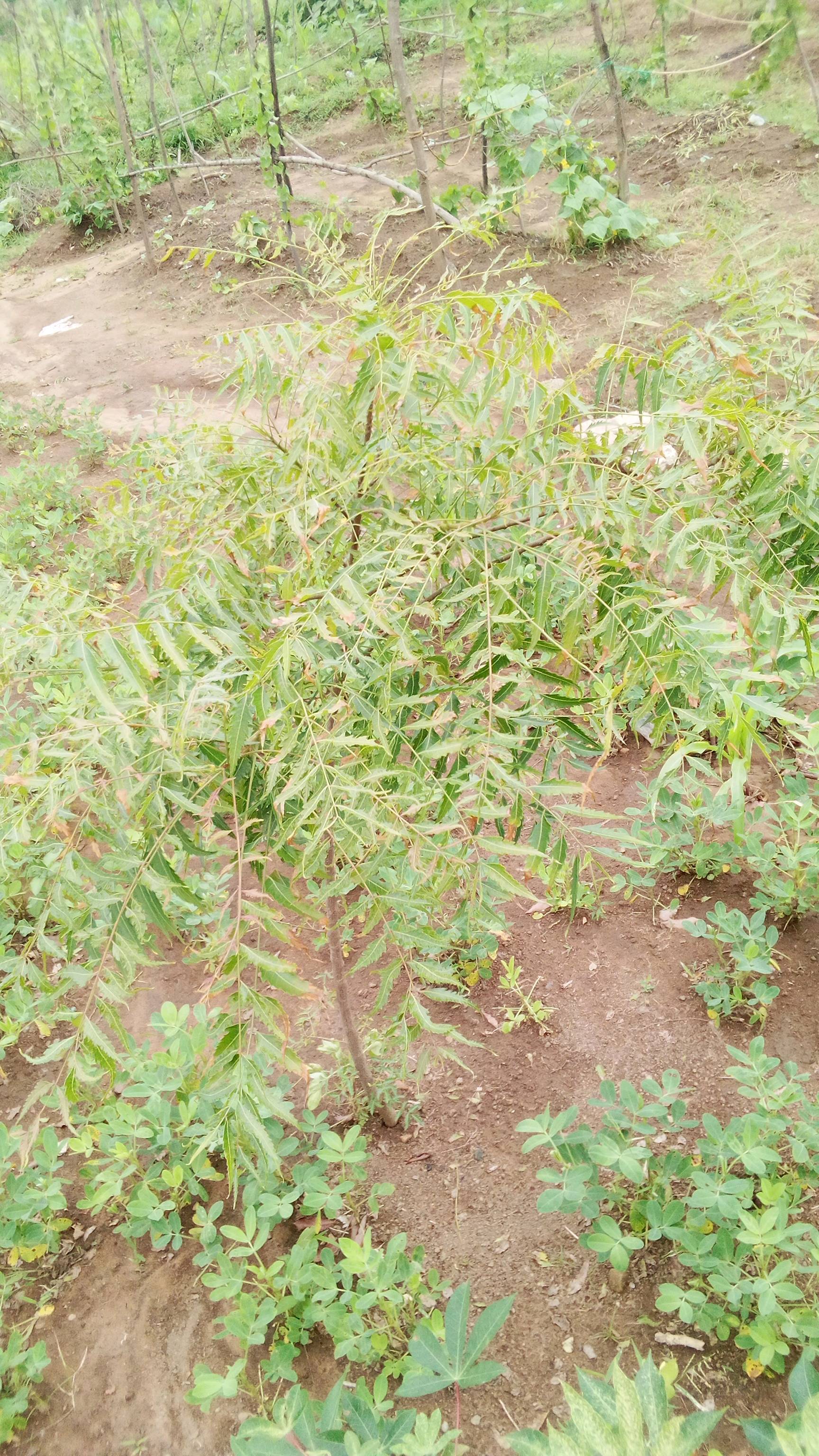 tree