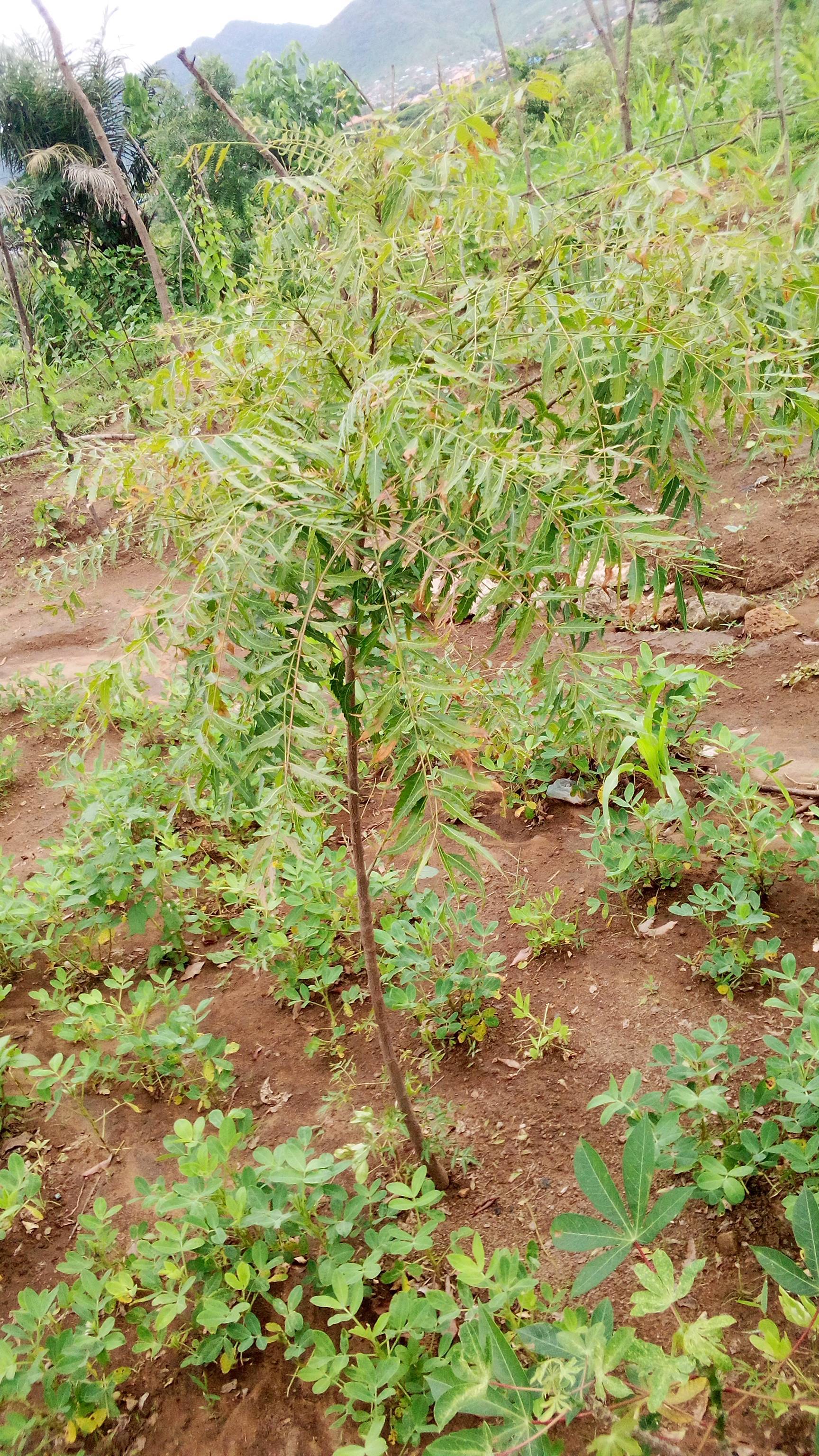 tree