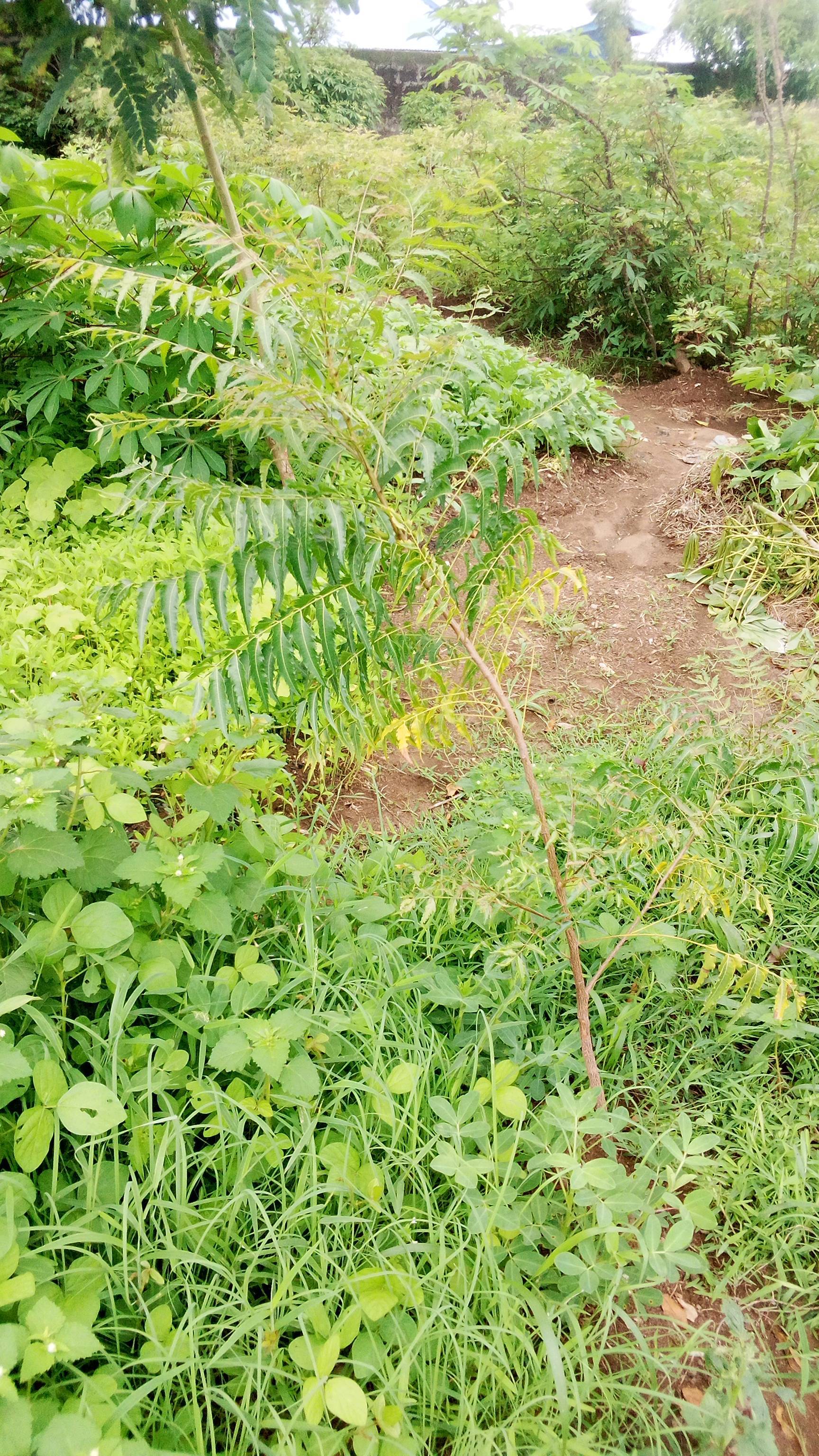 tree