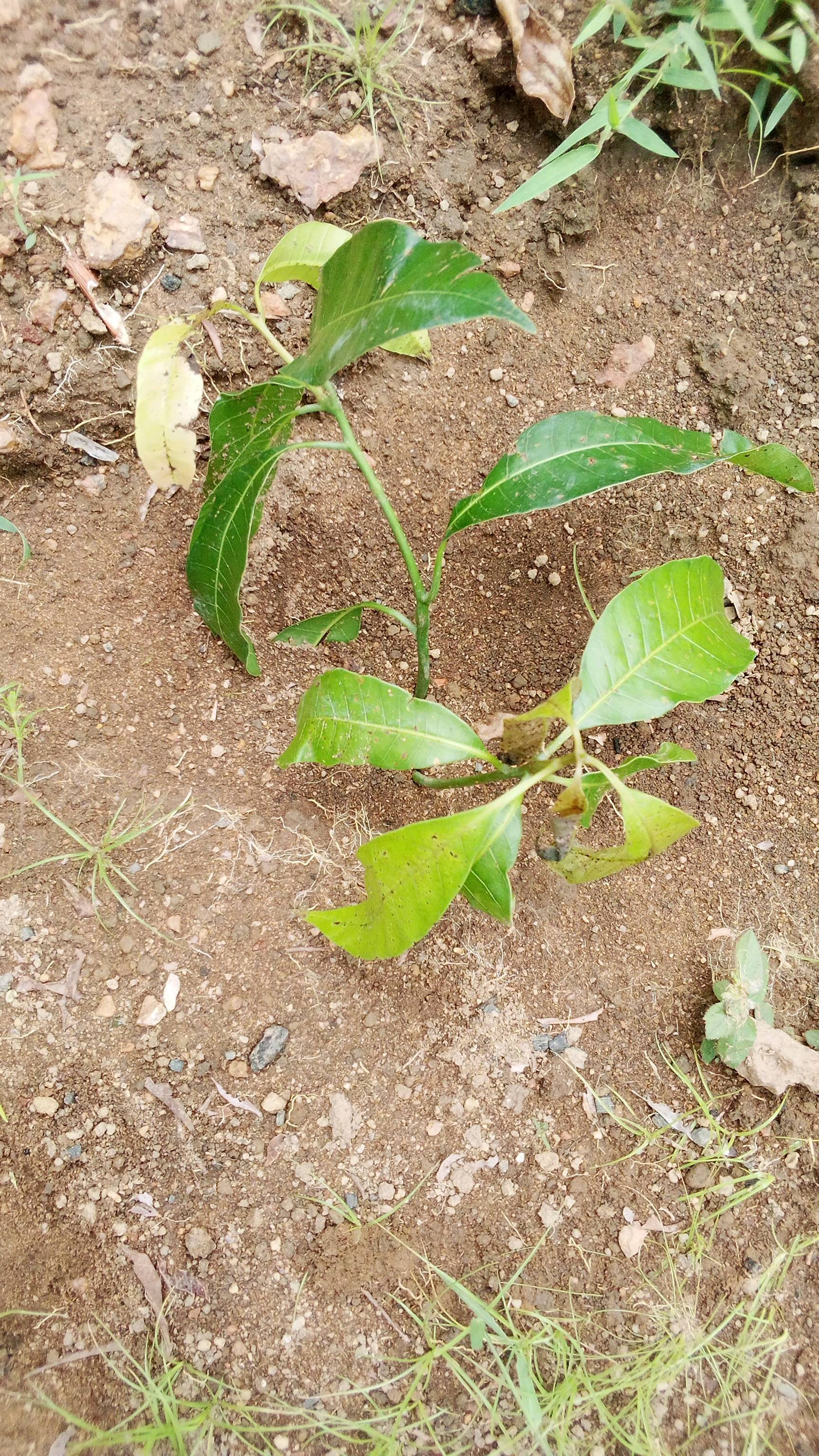 tree