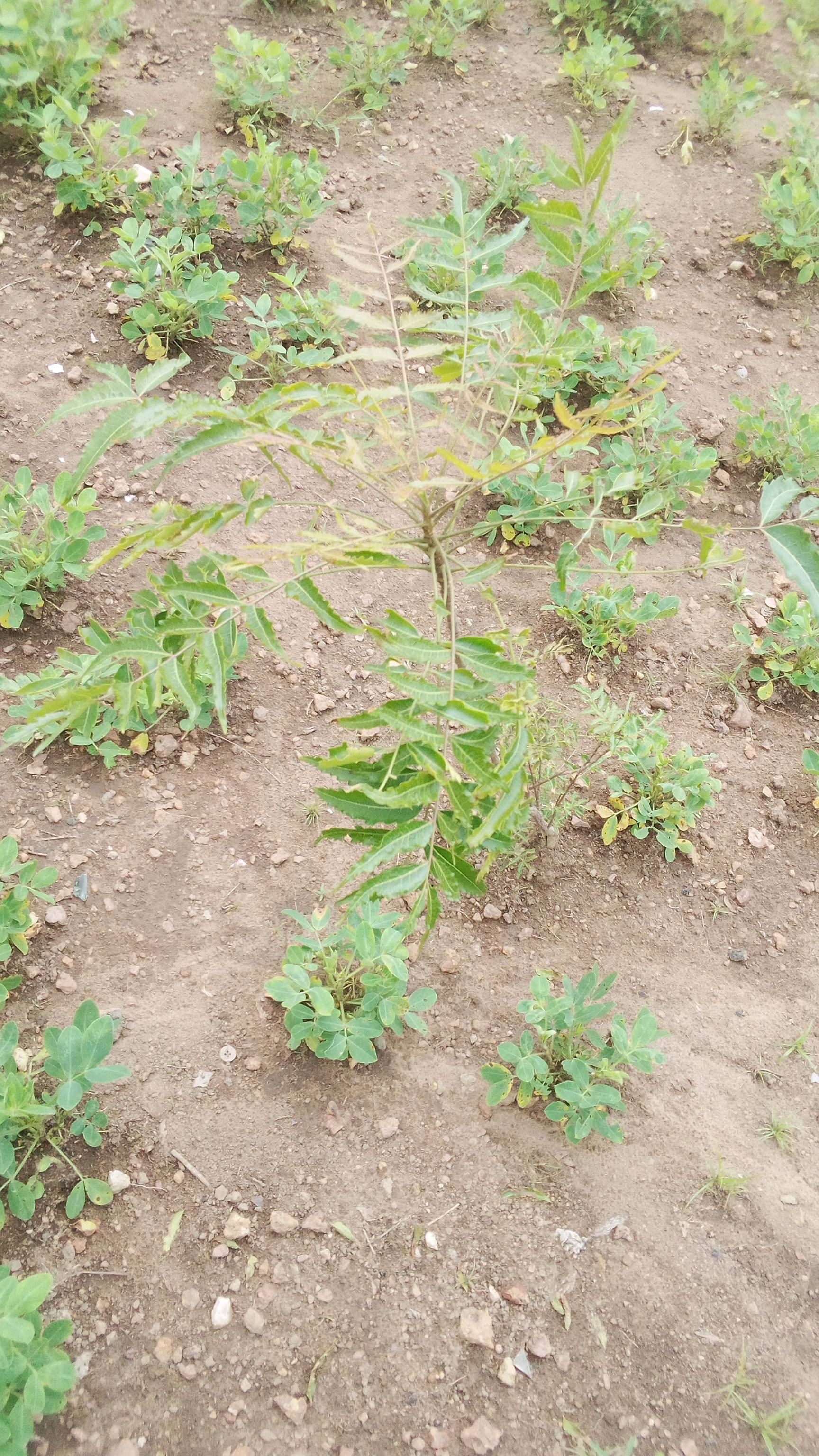 tree