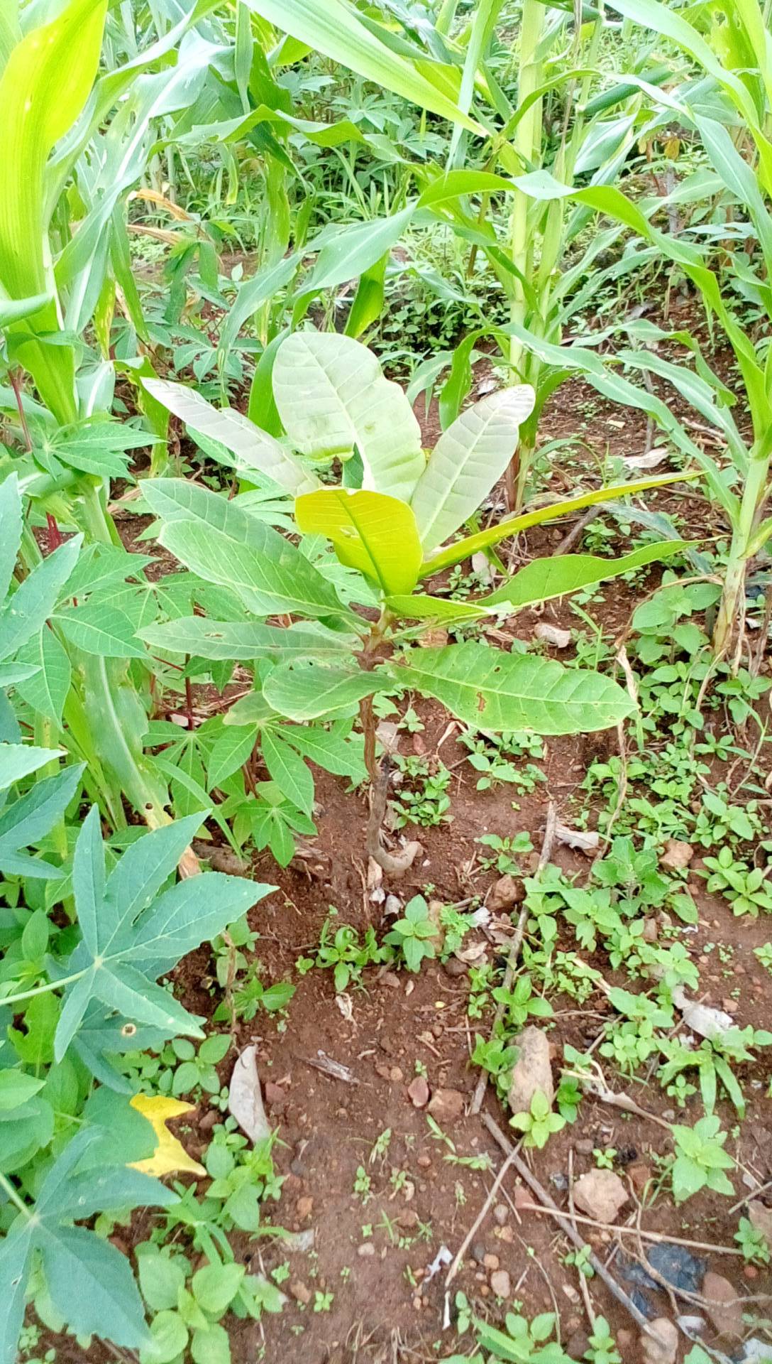 tree