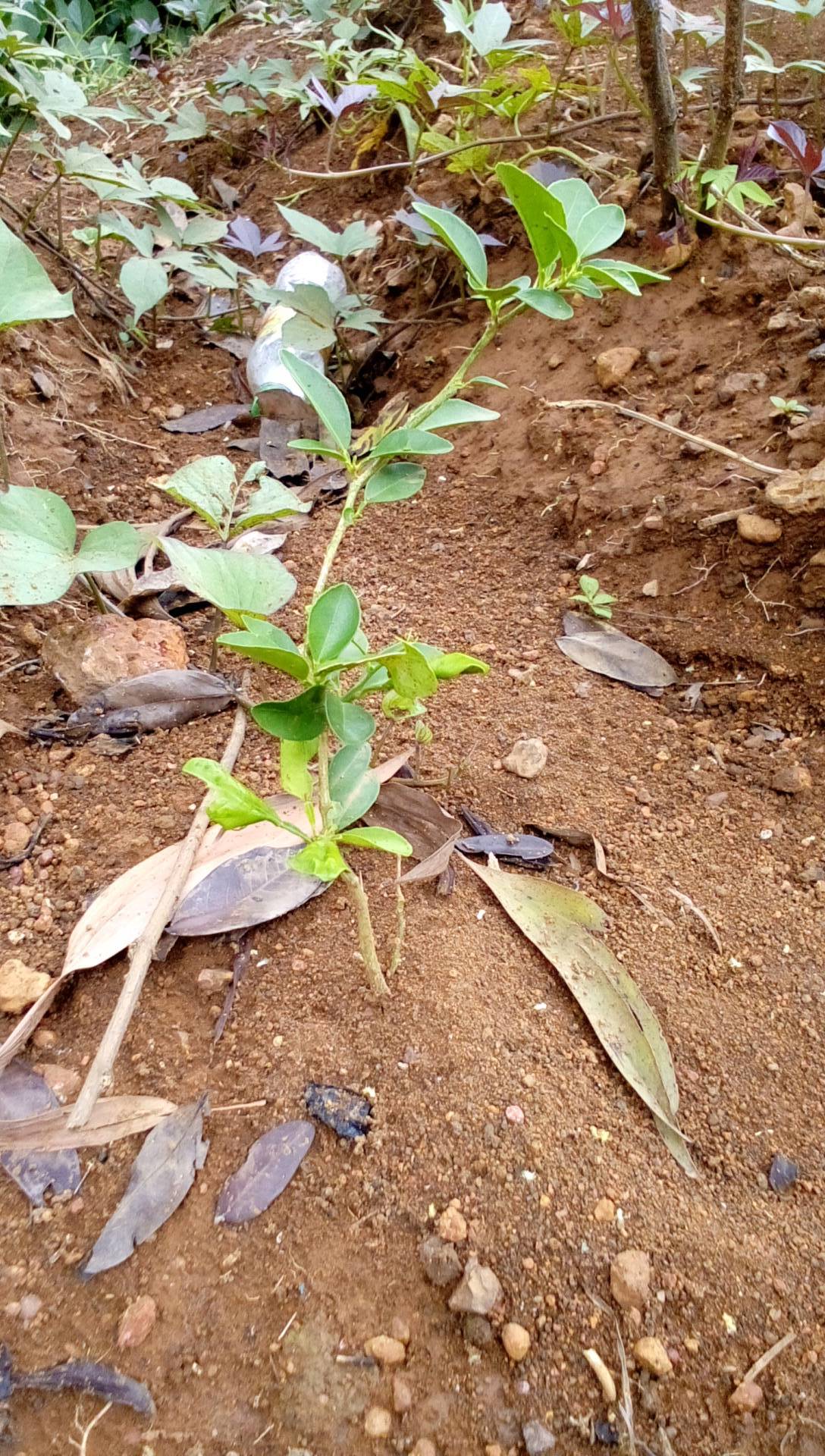 tree