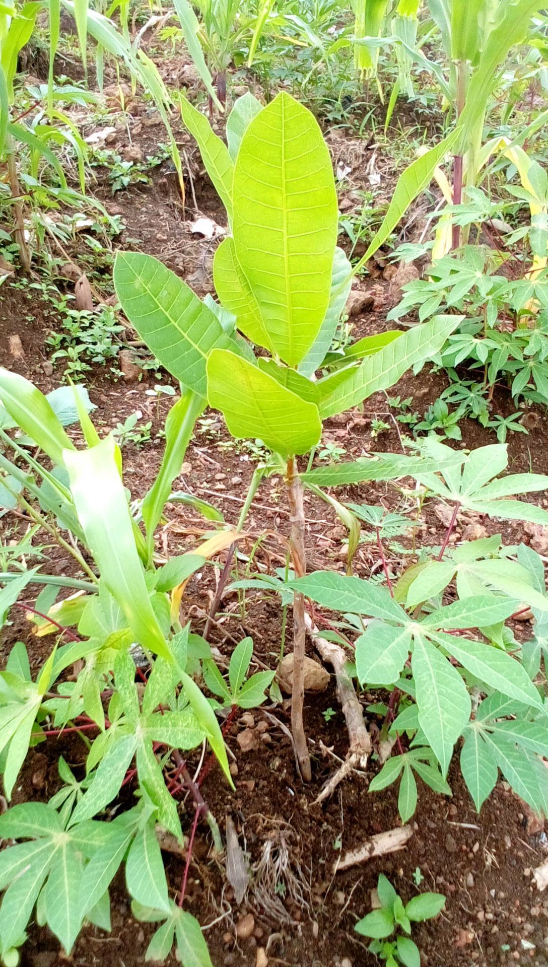 tree