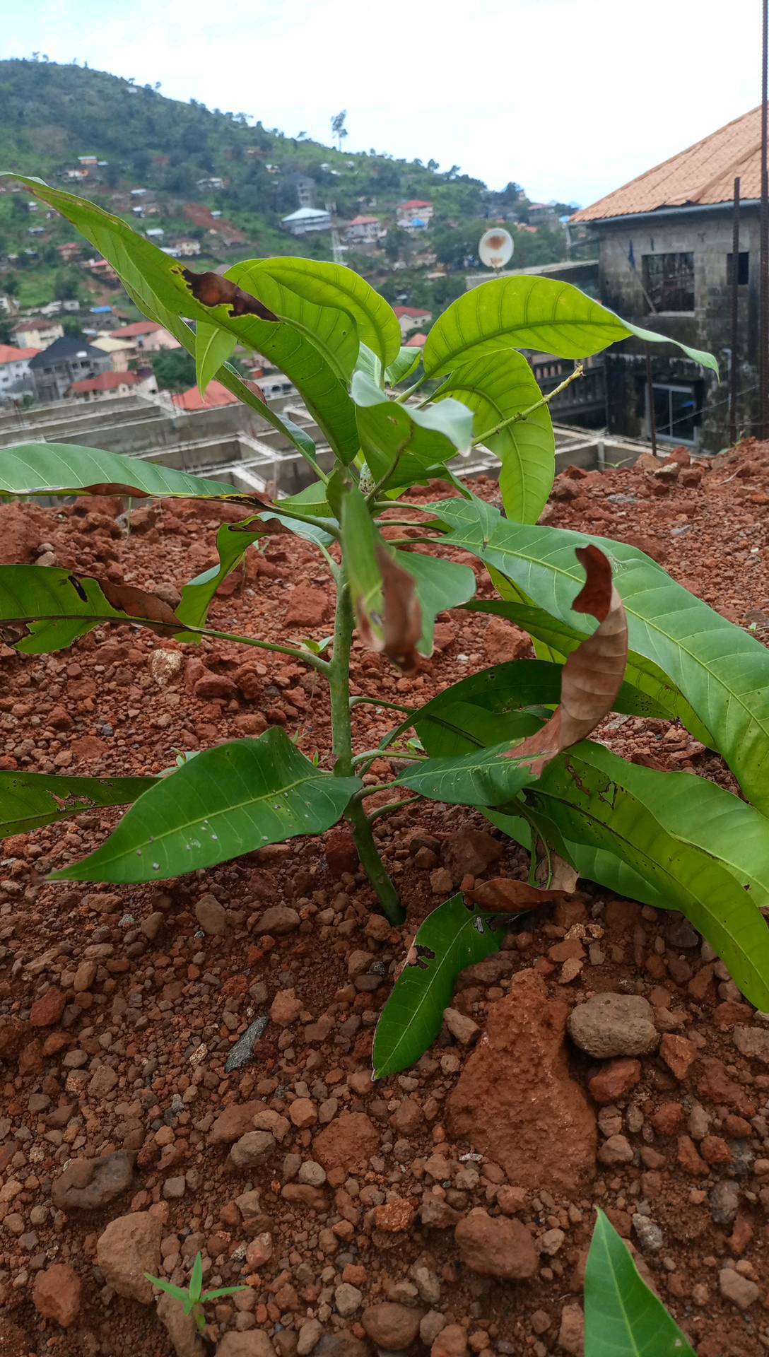 tree