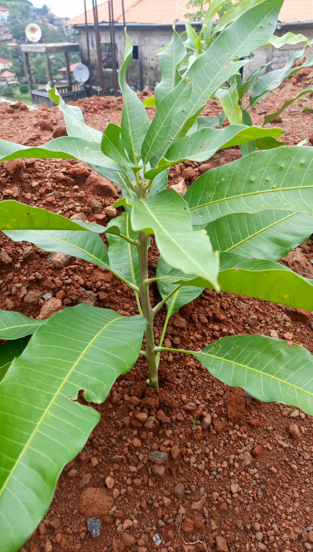 tree