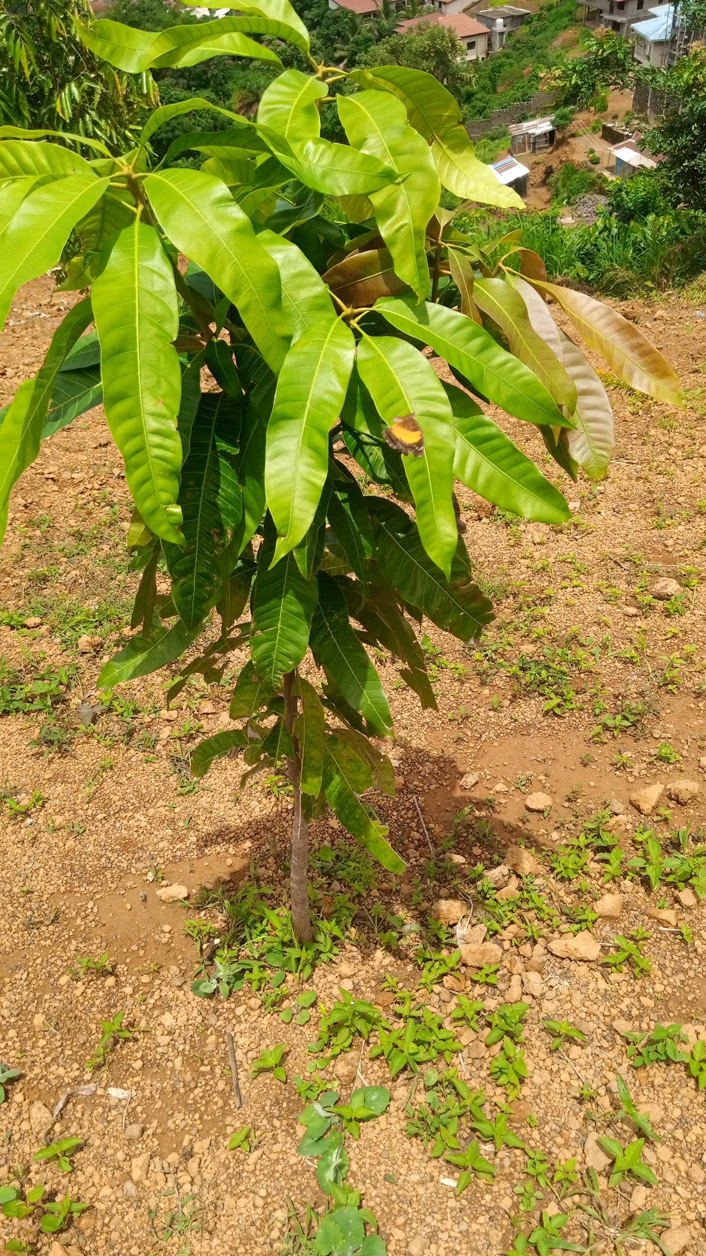 tree